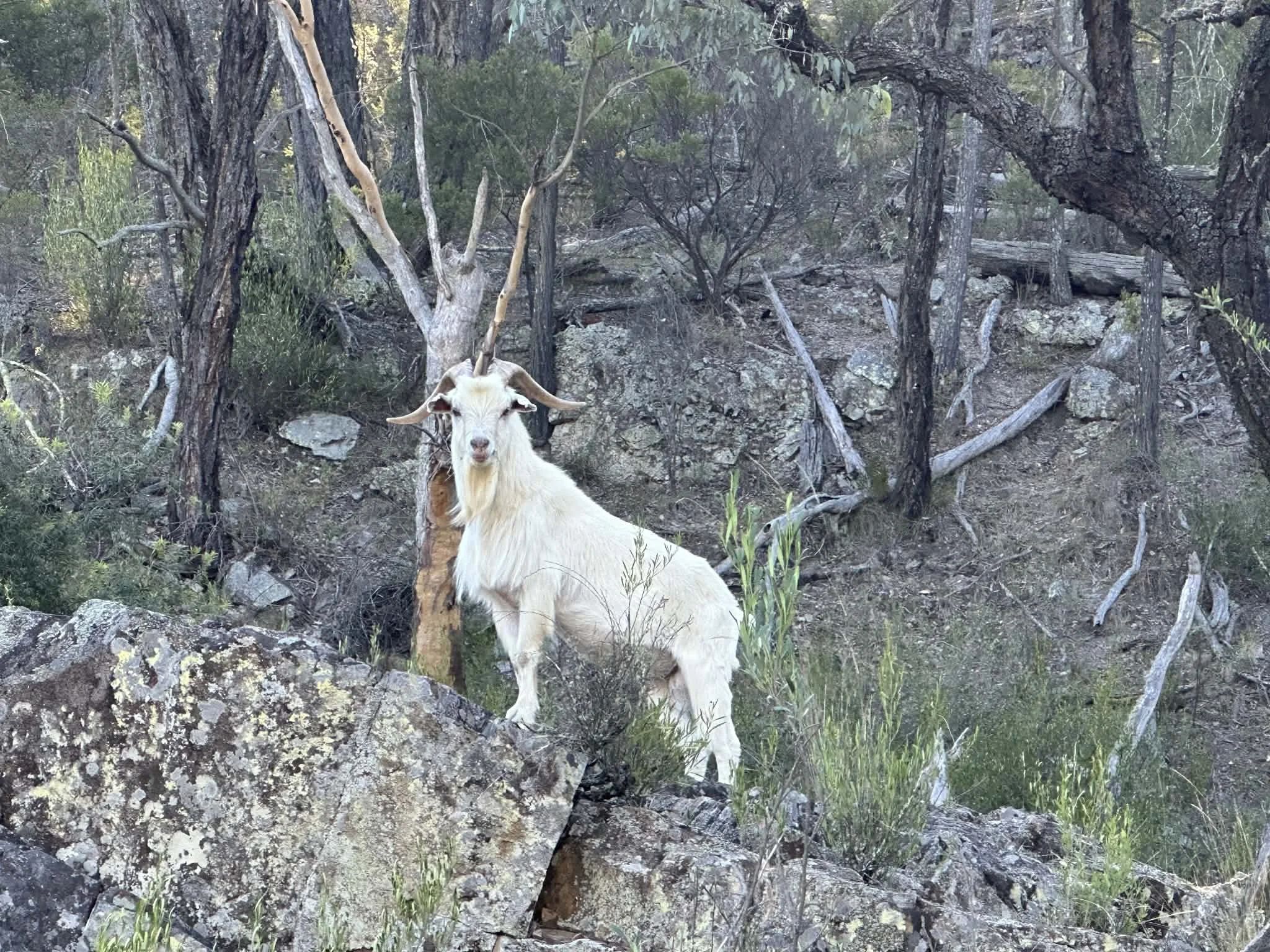 A white goat with long, curved horns standing on rocky terrain in a wooded area with trees and shrubs.