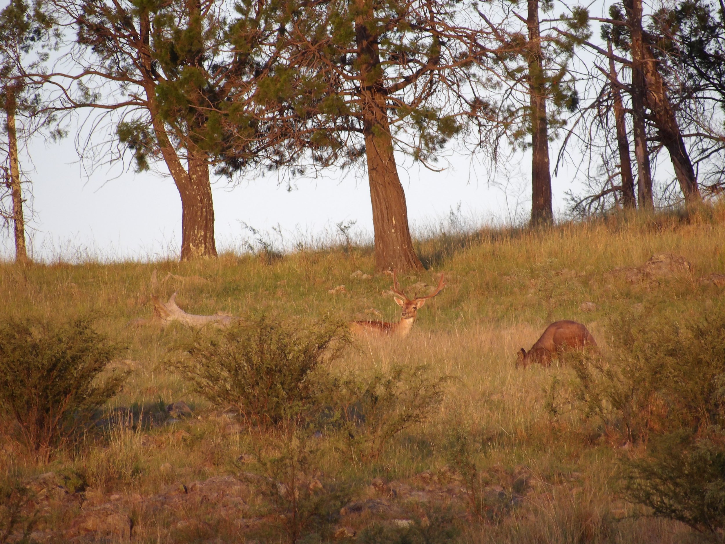 Deer resting in a grassy woodland with trees in the background.