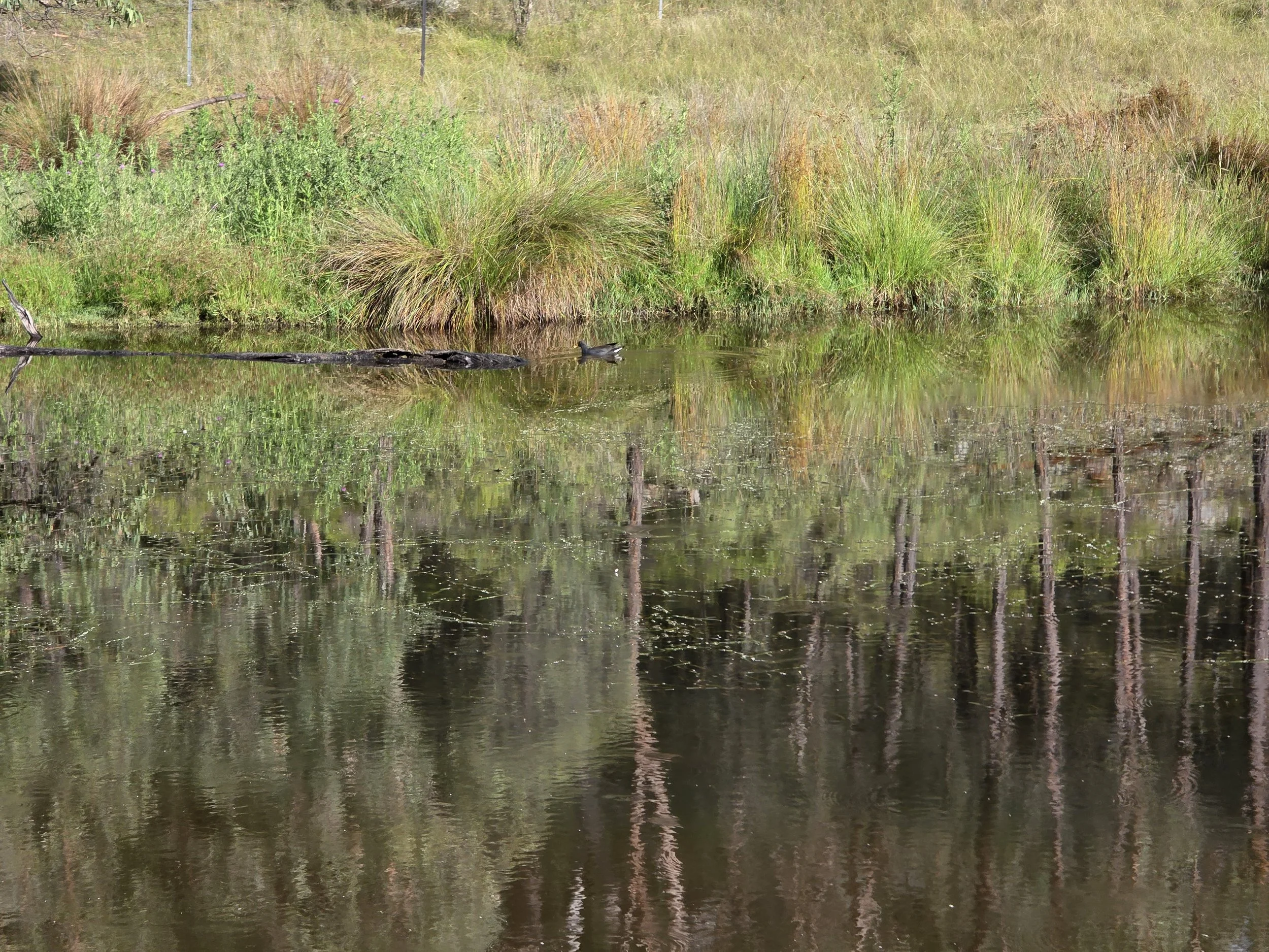 A calm wetland scene with tall grasses and bushes along the water's edge, reflecting in the still water. There is a small animal, possibly a beaver, on a log near the water. Background shows more grassy and wooded areas.
