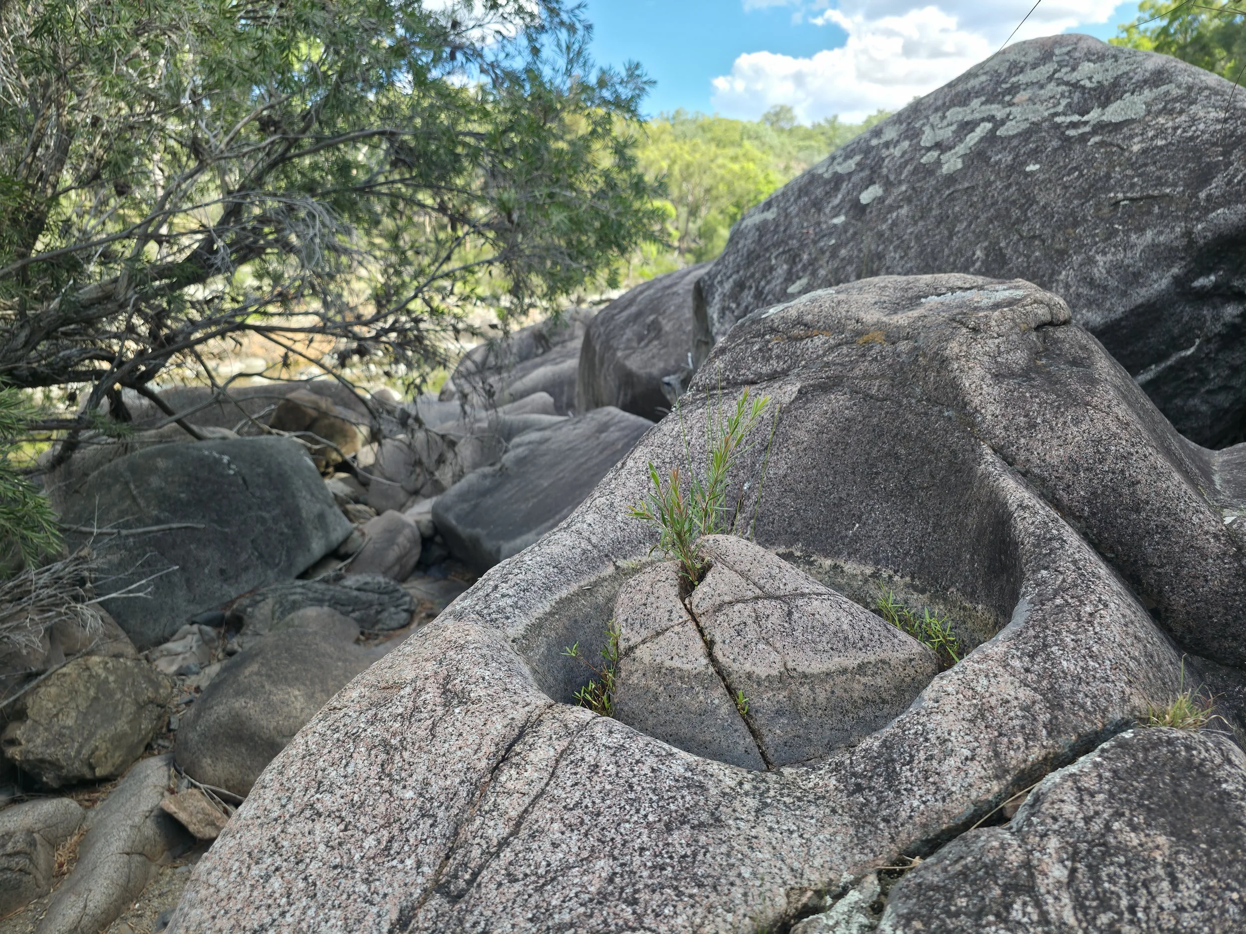 Close-up of a large, weathered rock with small plants growing in its natural crevice, surrounded by more rocks and green trees in the background on a bright, sunny day.
