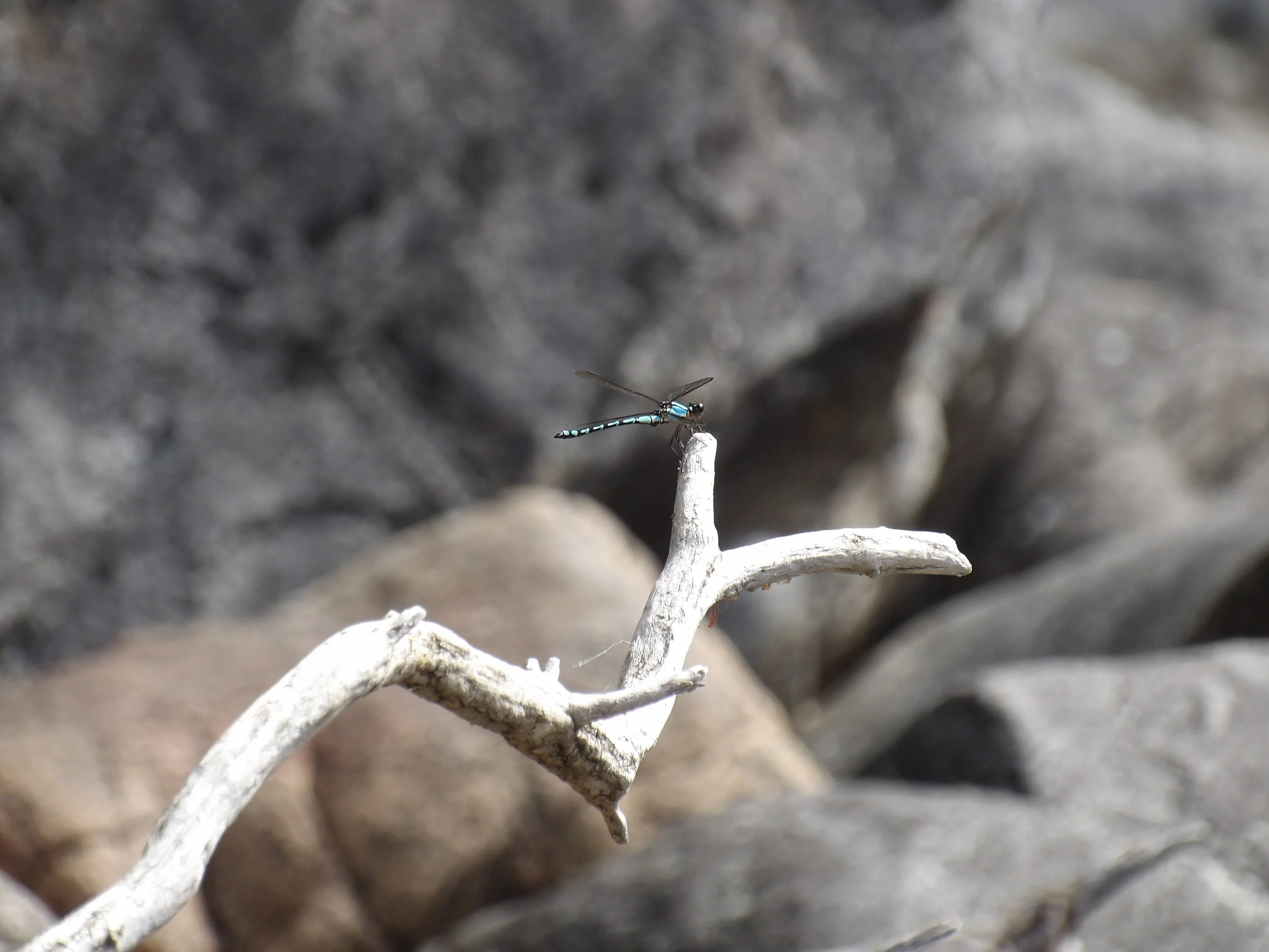 Close-up of a blue and black dragonfly perched on a white, weathered branch with rocks and blurred rocks in the background.