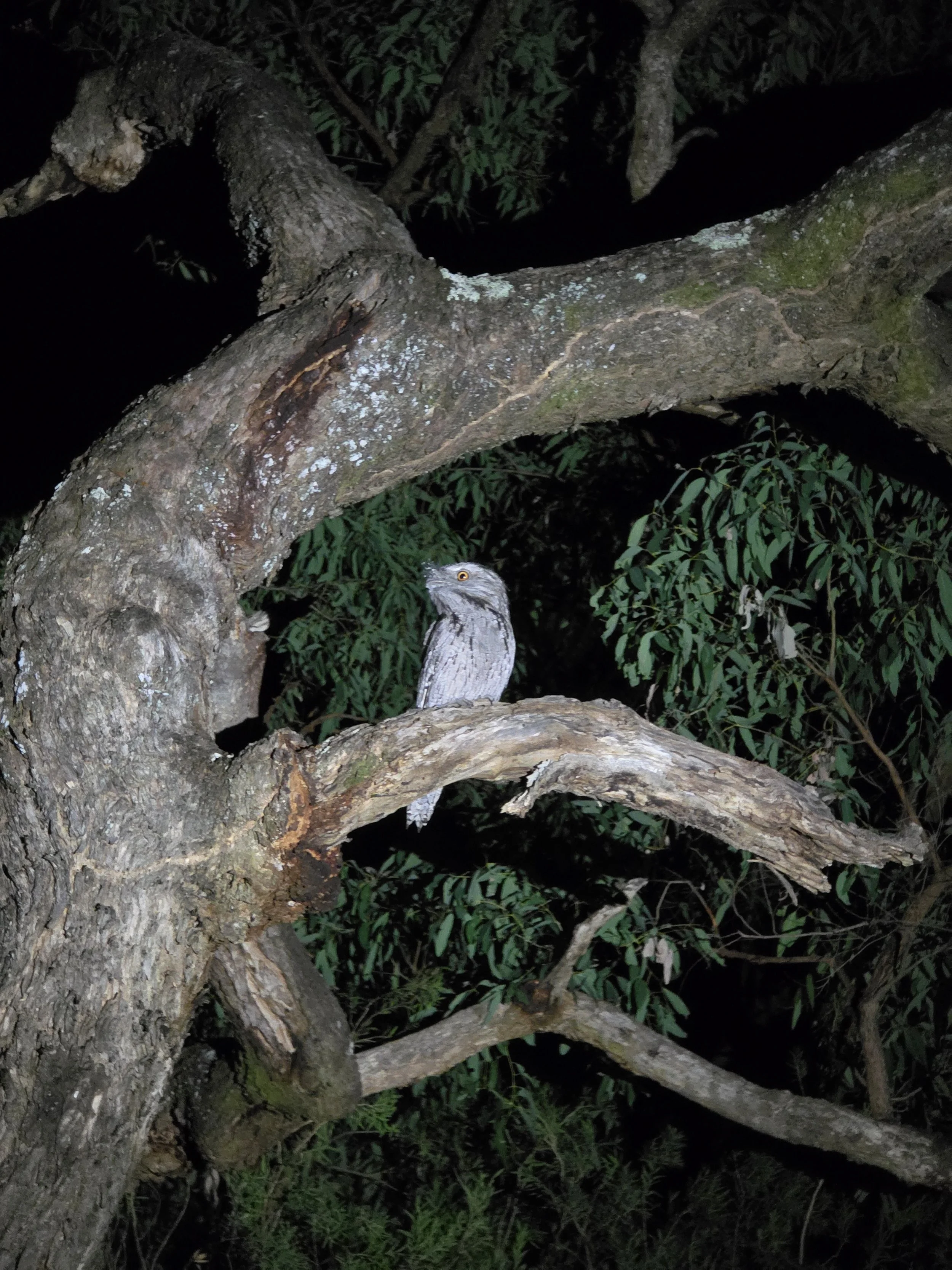 A tree with a thick trunk and several large, twisting branches at night. A Tawney Frogmouth with grey feathers and bright yellow eyes is perched on a branch near the trunk, partially obscured by leaves and wood.