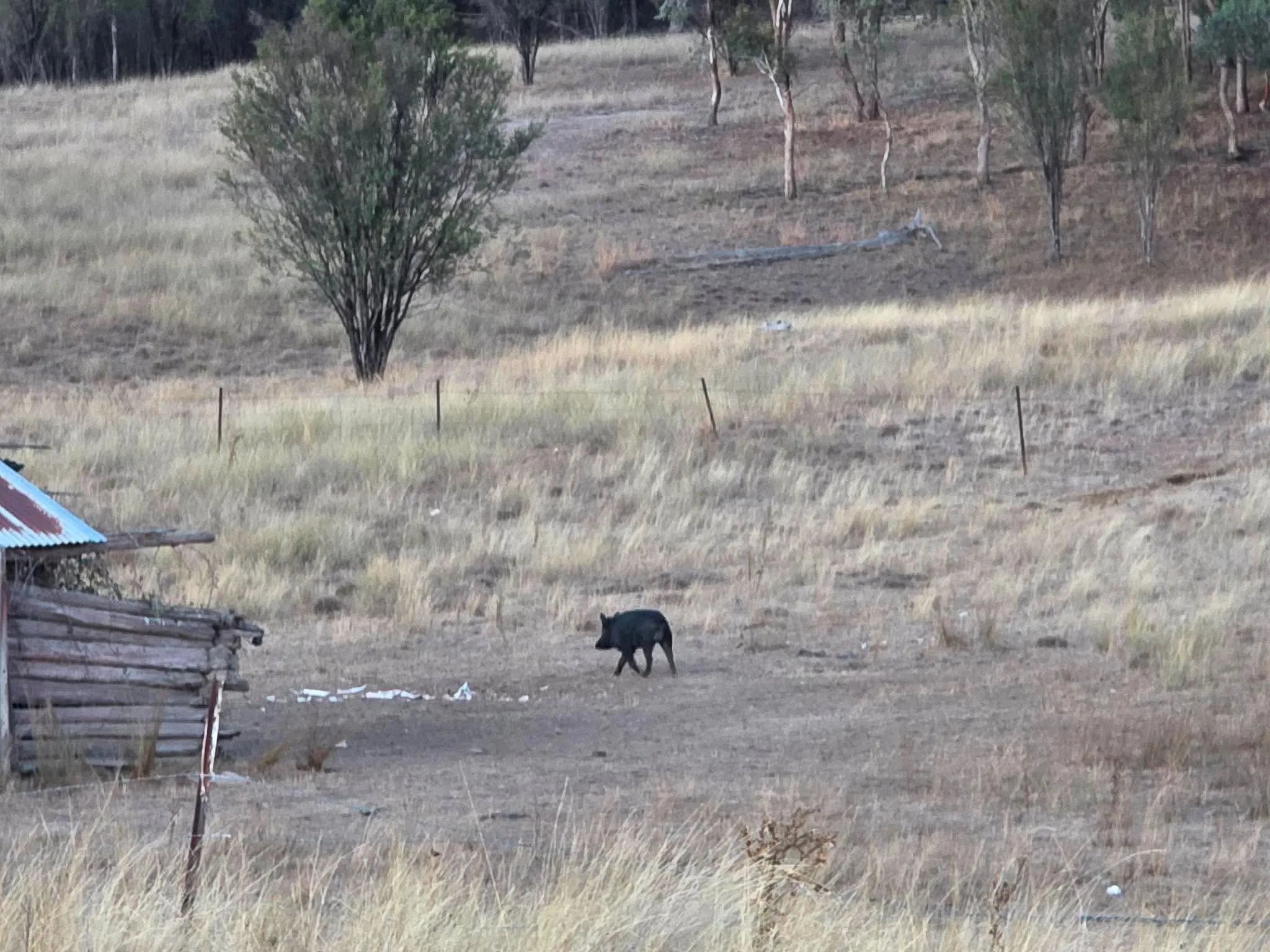 A rural scene with brown grassy fields, small trees, and a fallen log, including a wild boar walking near a small structure made of corrugated metal and wood.