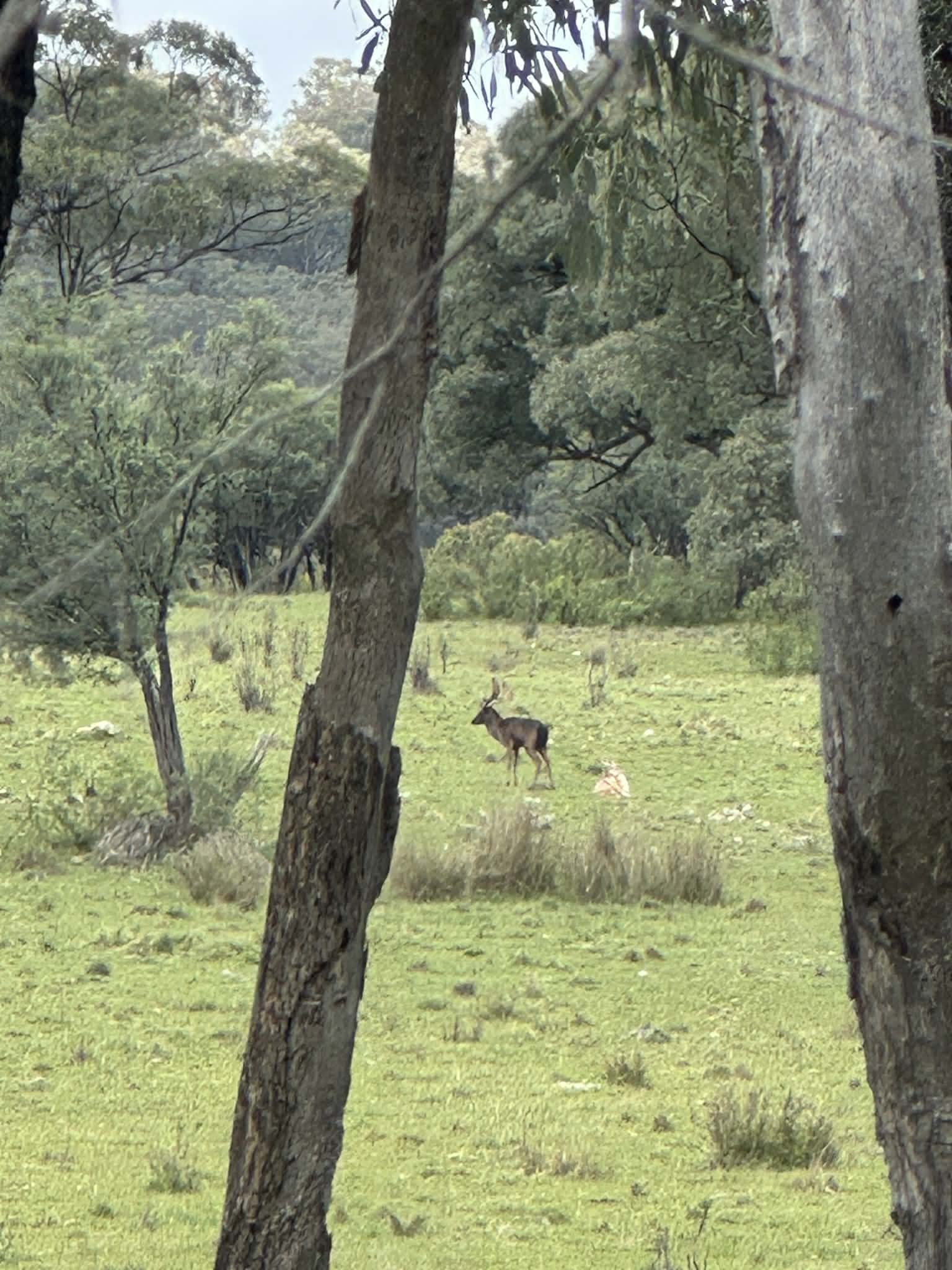 Deer standing in a grassy clearing surrounded by trees in a forest.