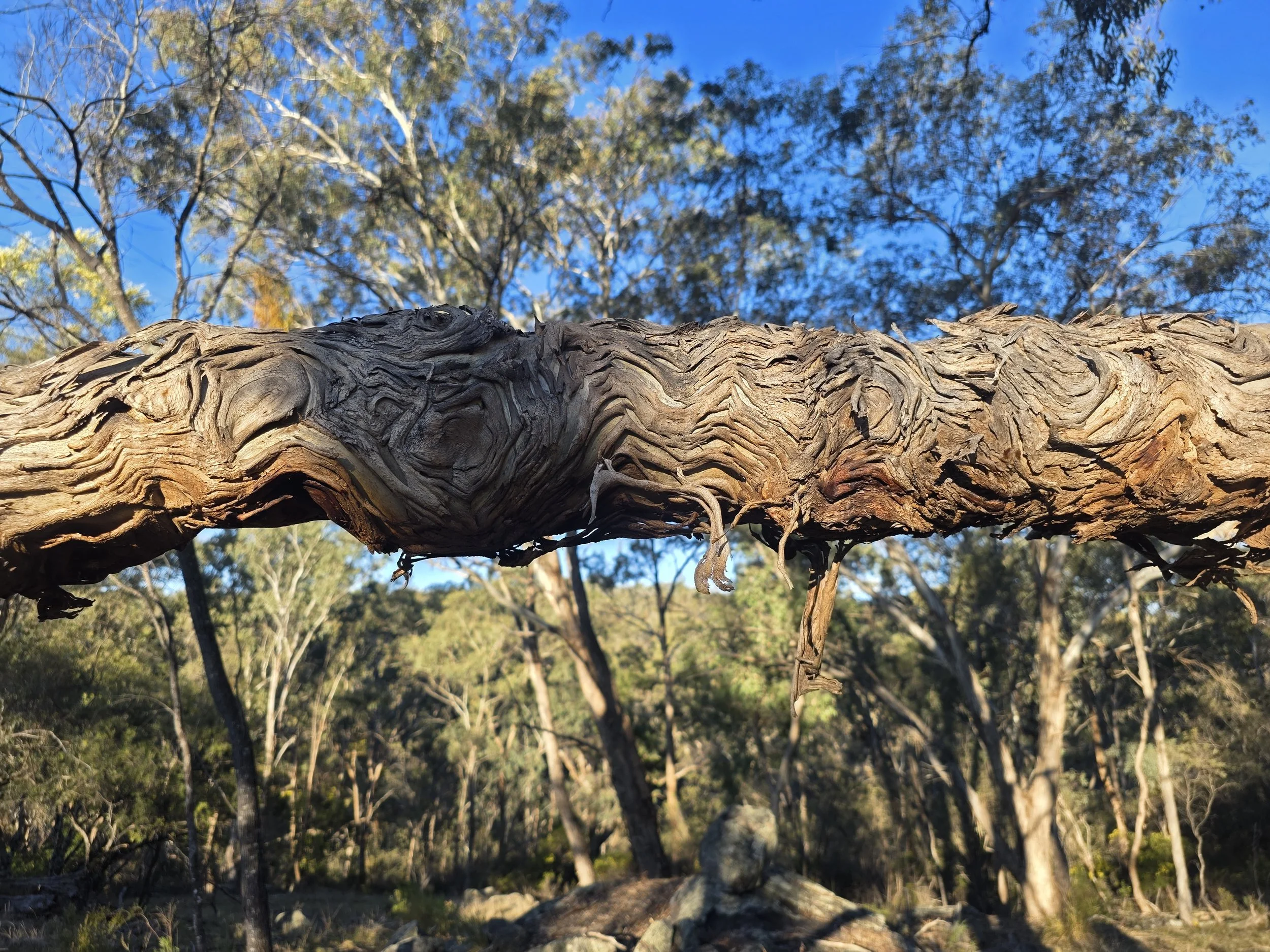 Close-up of a textured, twisted tree branch with background of a forest and blue sky.