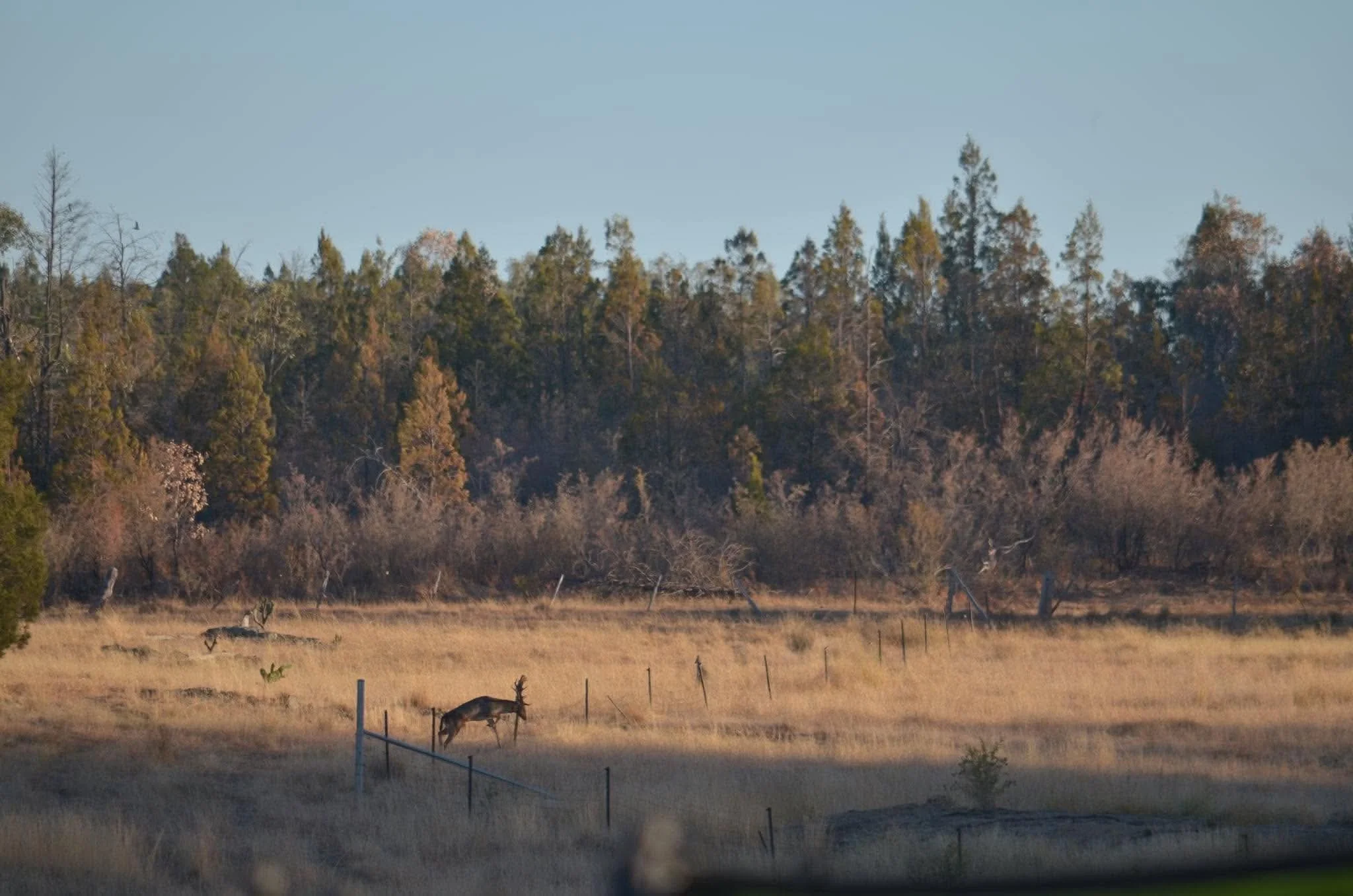 A landscape scene with a grassy field and a wooden fence, two deer grazing, and a background of tall trees under a light blue sky. 