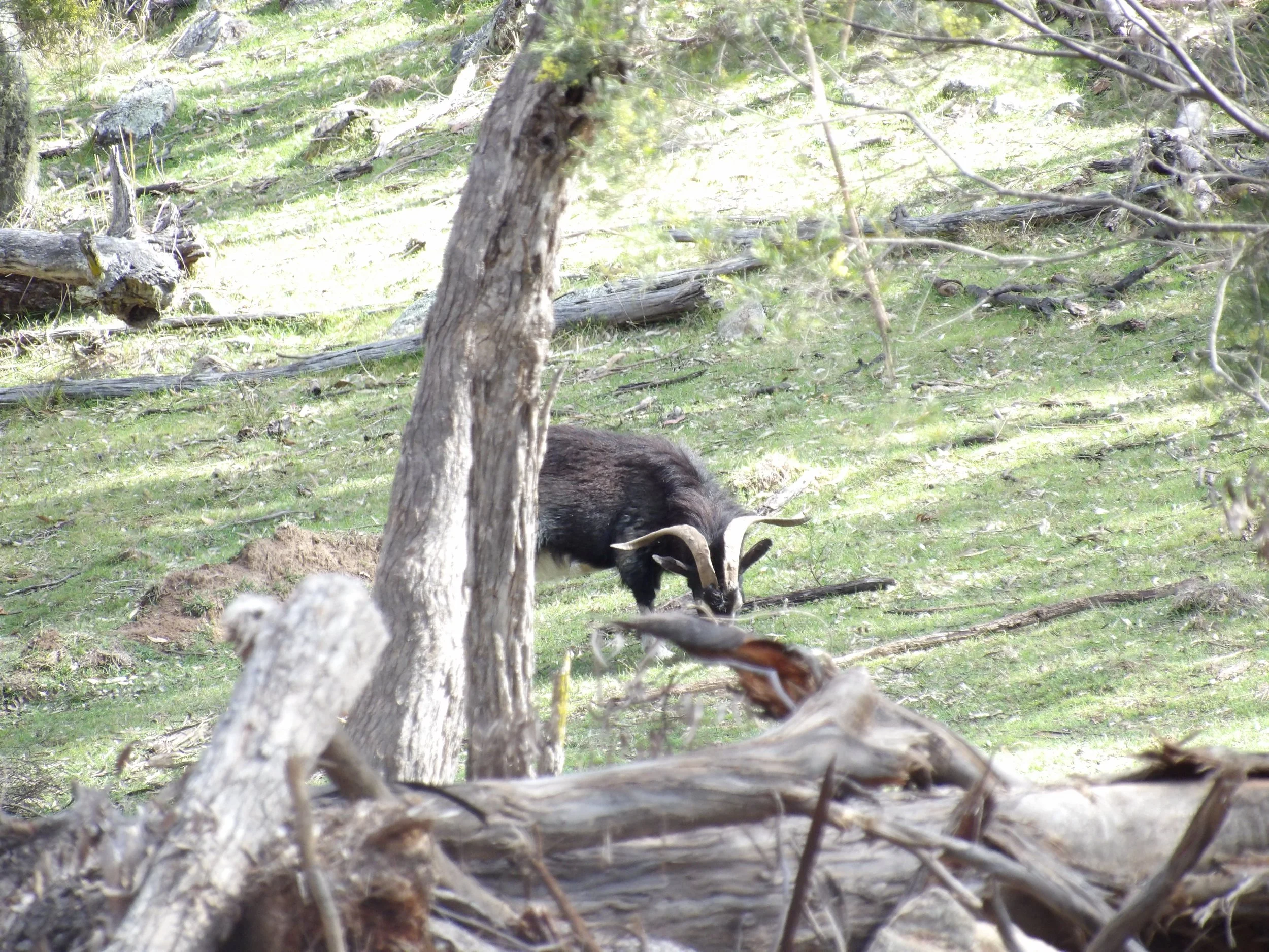A goat with curved horns in a wooded, grassy area surrounded by fallen logs and branches.