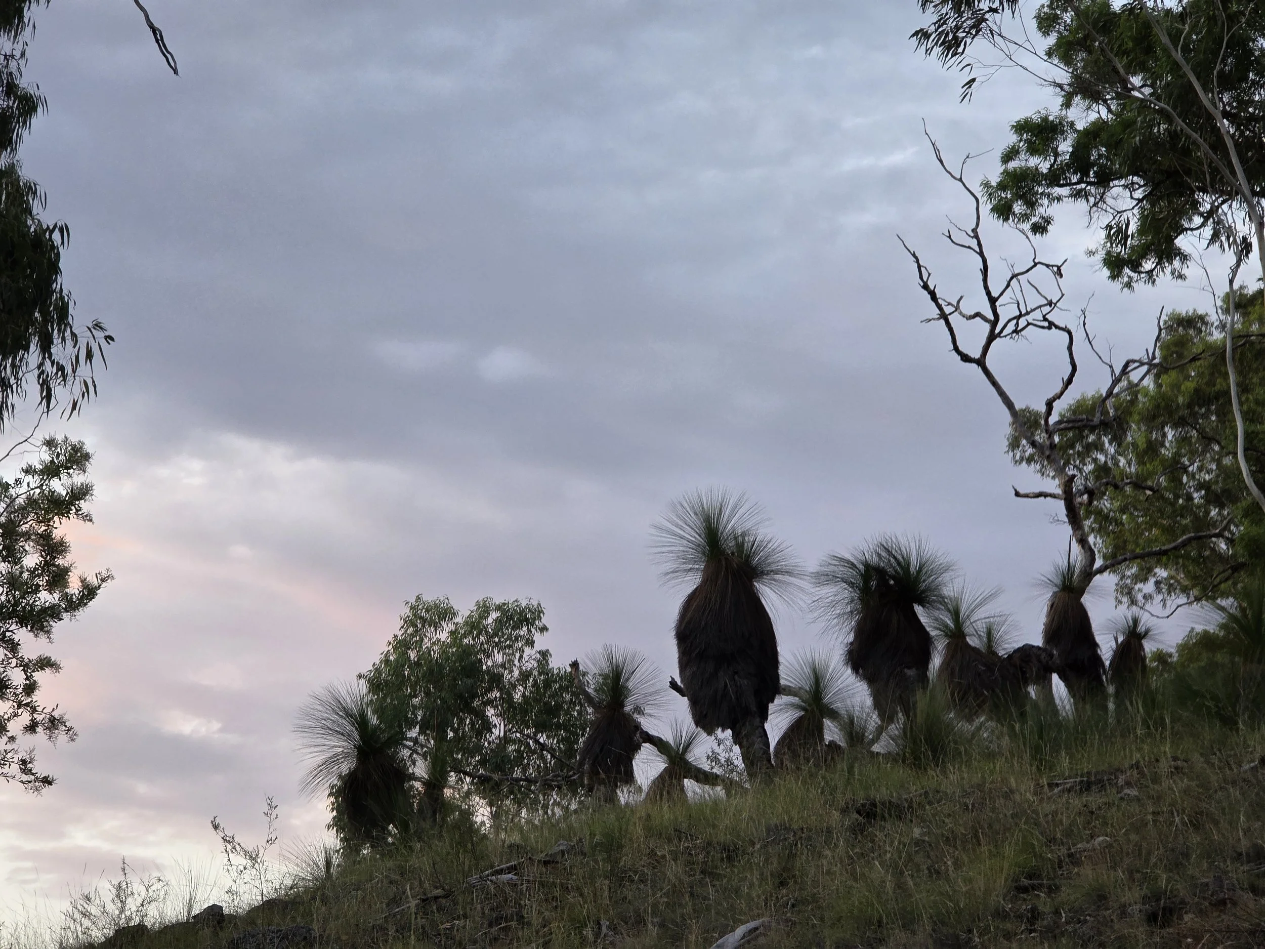 Sunset sky over a hillside with native Australian plants, including grass trees with long spiky leaves, and some trees with green foliage, with a few stark, leafless branches against a cloudy sky.