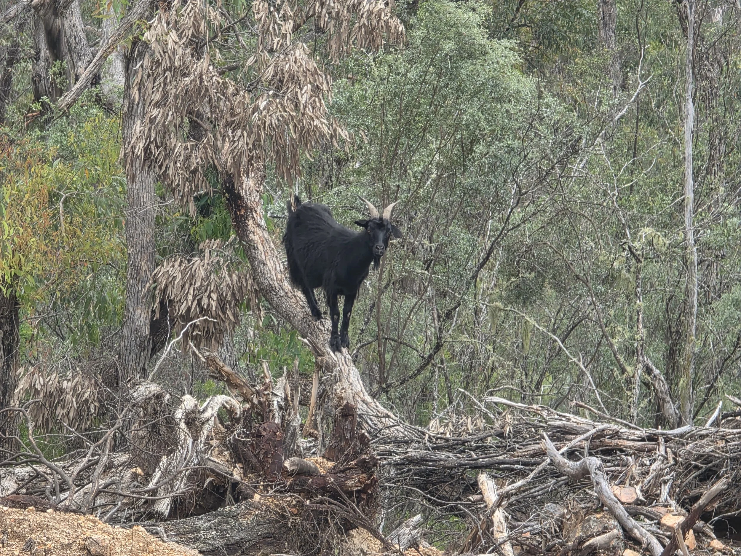 A black goat with curled horns standing on a fallen tree in a forest with dense trees and bushes in the background.