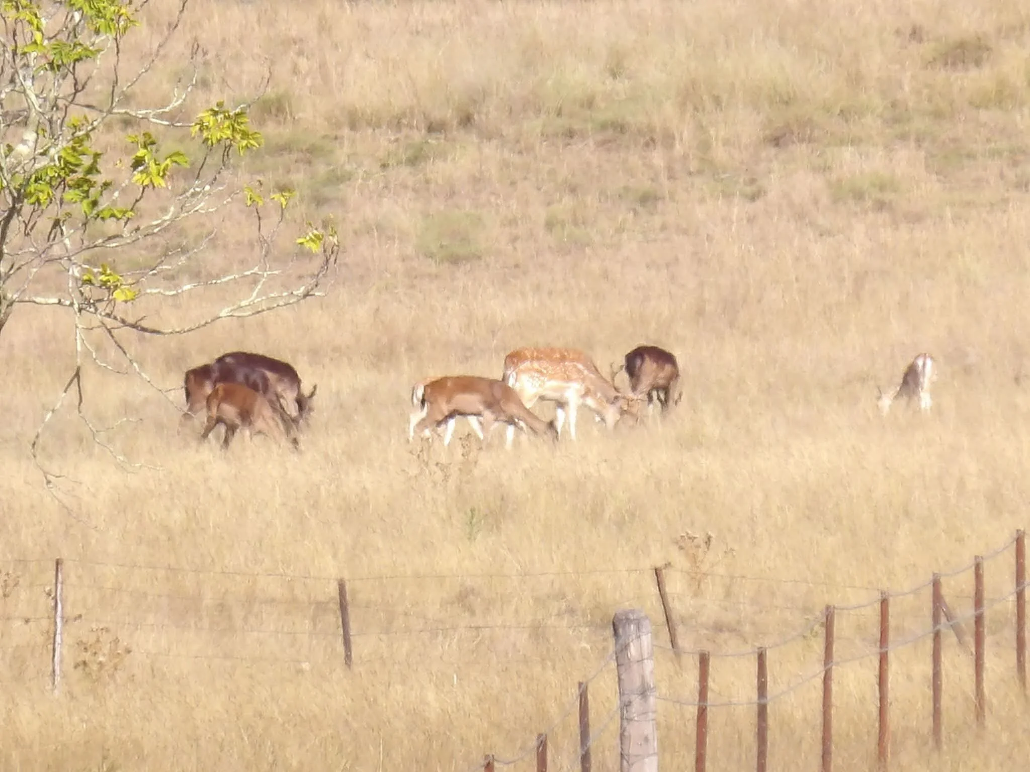 a group of five goats grazing in a dry grassy field with a barbed wire fence in the foreground and a small tree to the left.