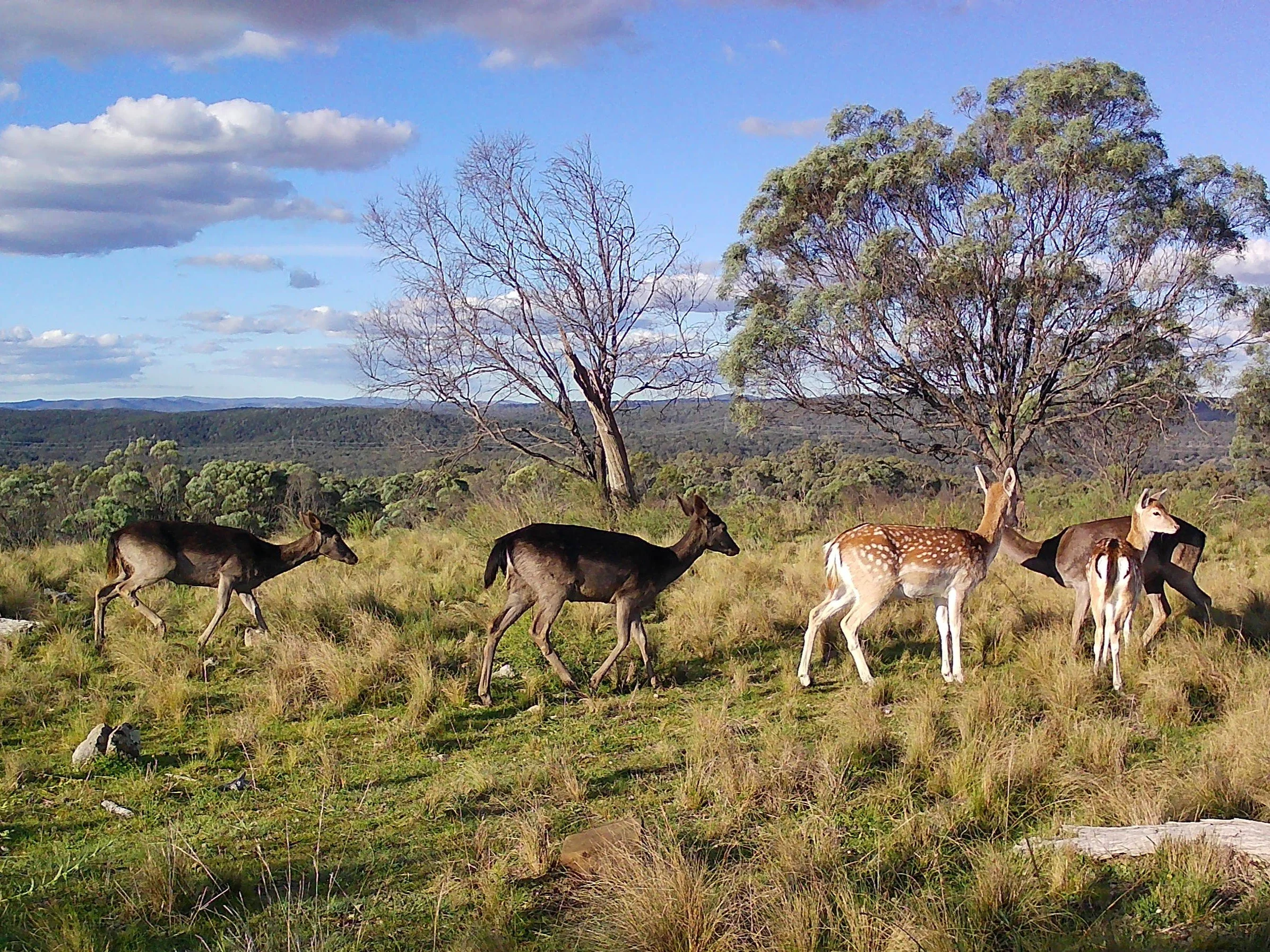 Group of young deer, including spotted fawns, walking across grassy field with trees and blue sky.