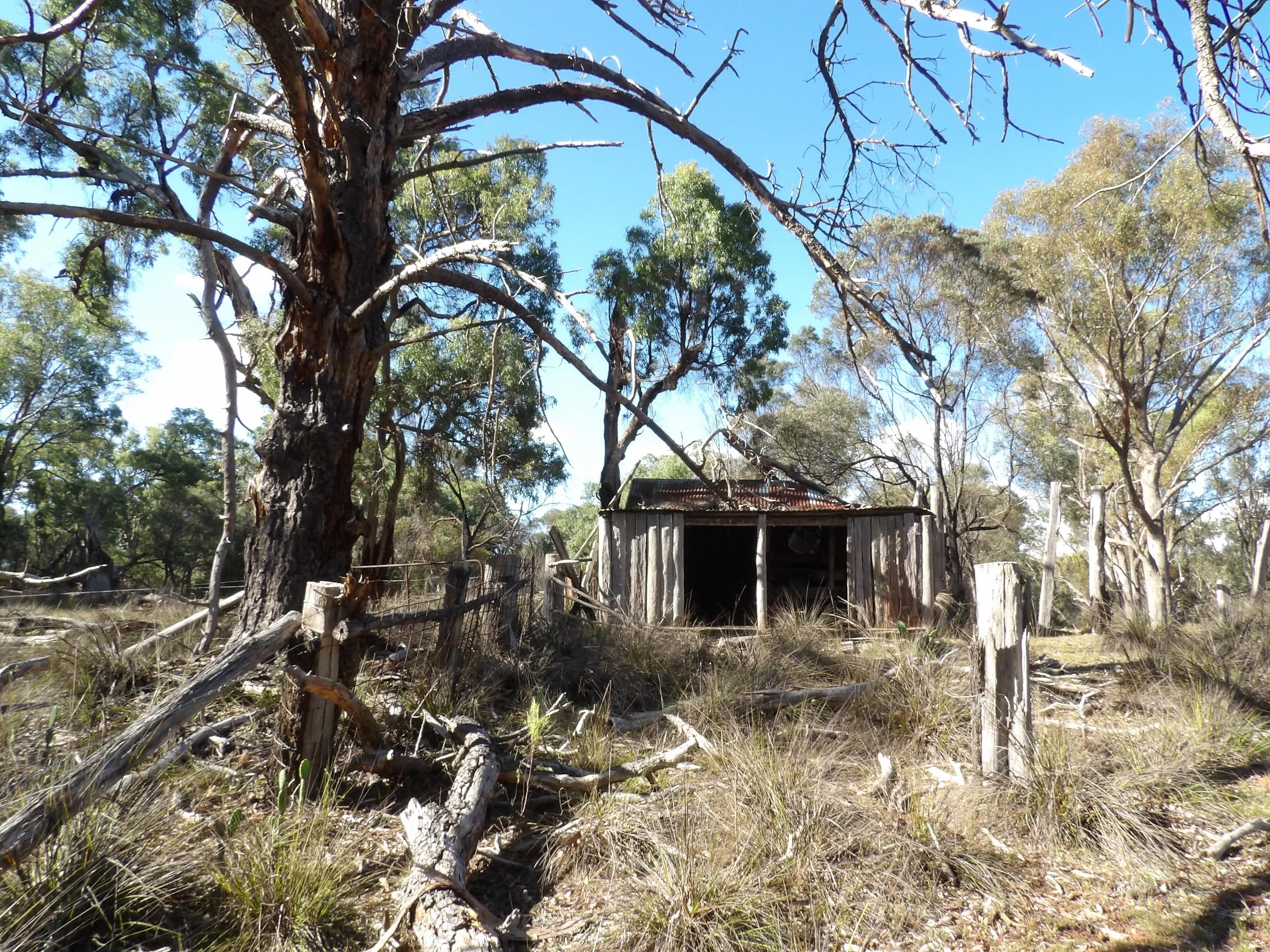 An old, weathered wooden shed surrounded by dry grass and trees under a clear blue sky.