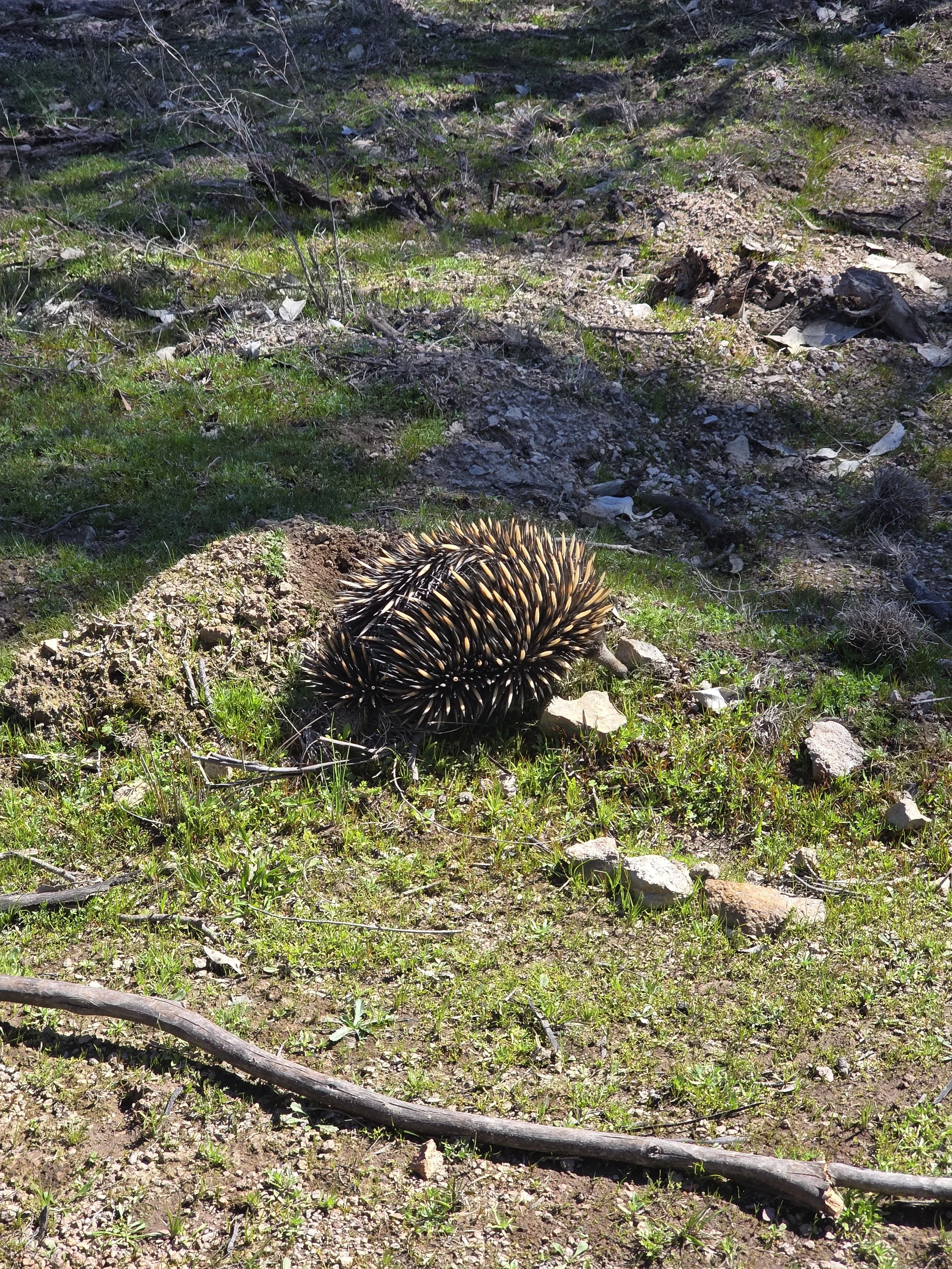 A teenage porcupine with black and yellow quills on grassy, rocky ground in a natural outdoor setting.