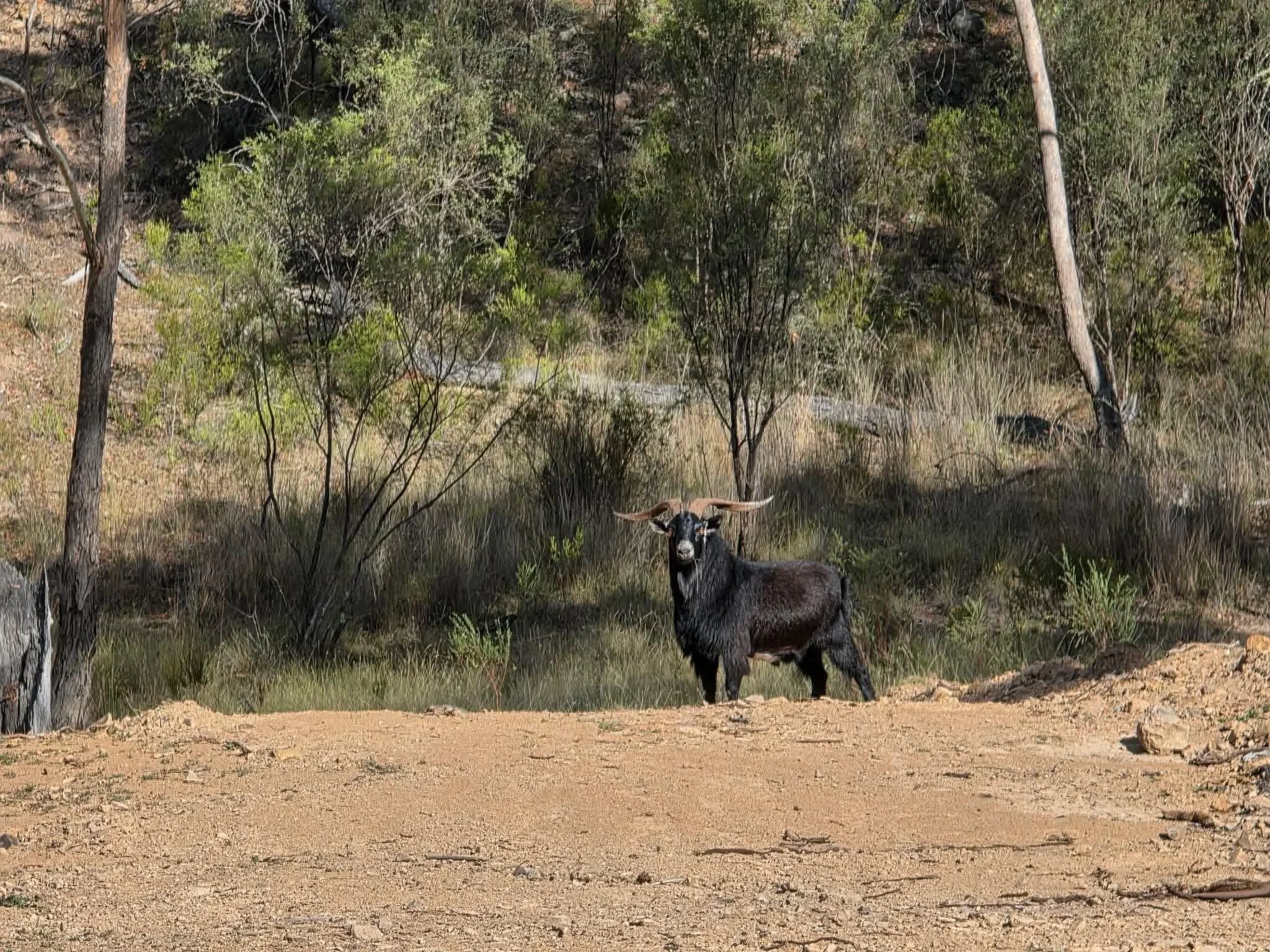 A goat standing on dirt ground in front of a wooded area with trees and bushes.