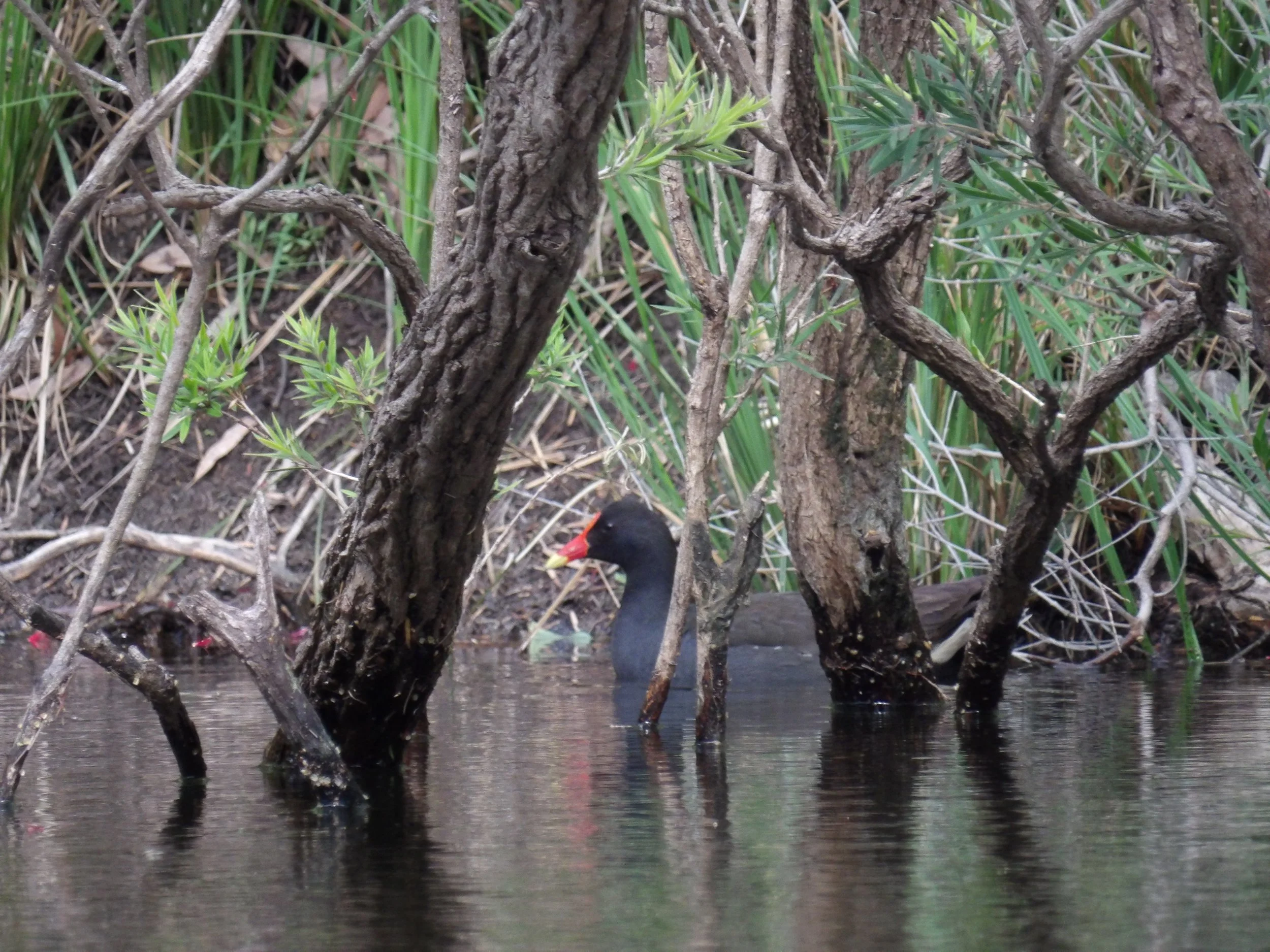 A black waterfowl with a red bill and a yellow tip, partially submerged in water among trees and green foliage.