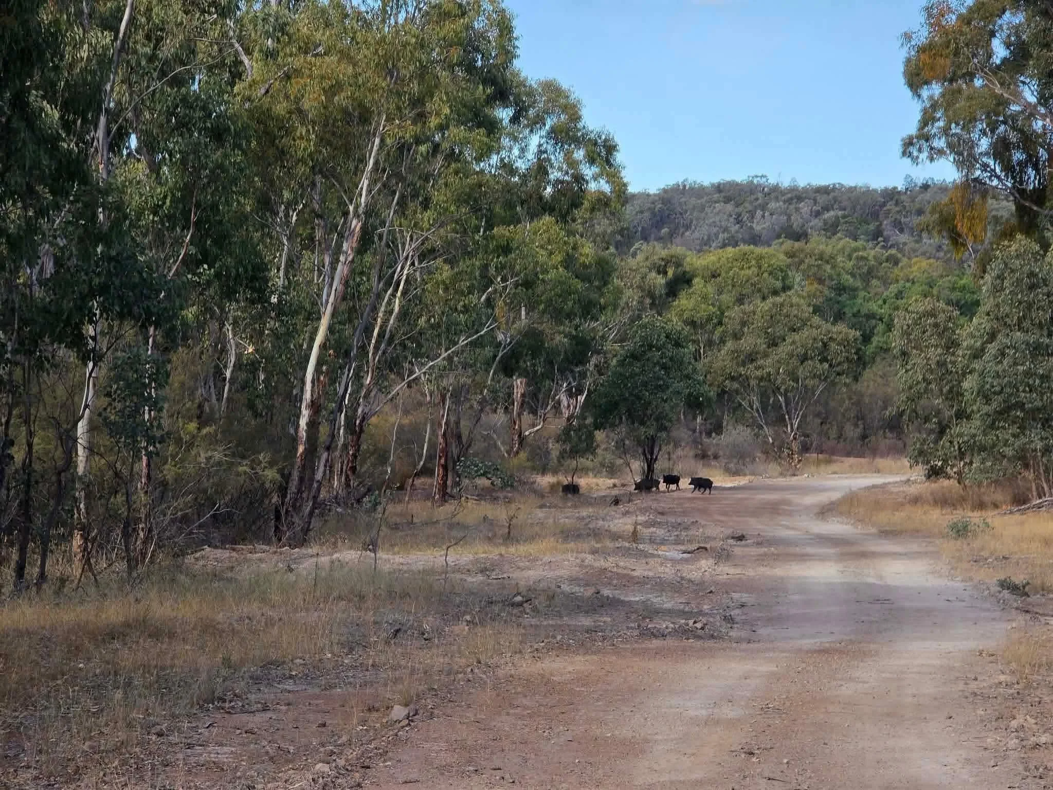 A dirt road runs through a wooded area with tall green trees on both sides, and wild pigs walking along the road near the trees in the distance.