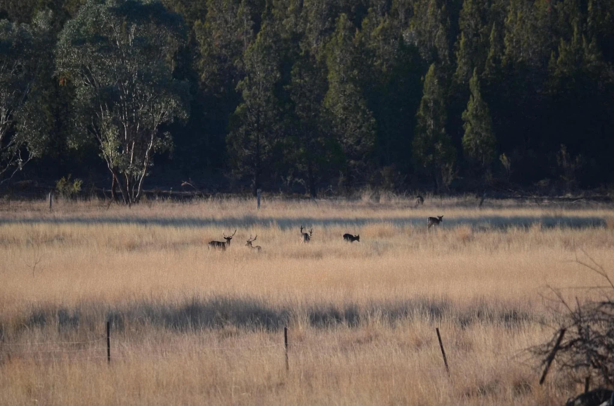Deer grazing in a grassy field with a forested area in the background.