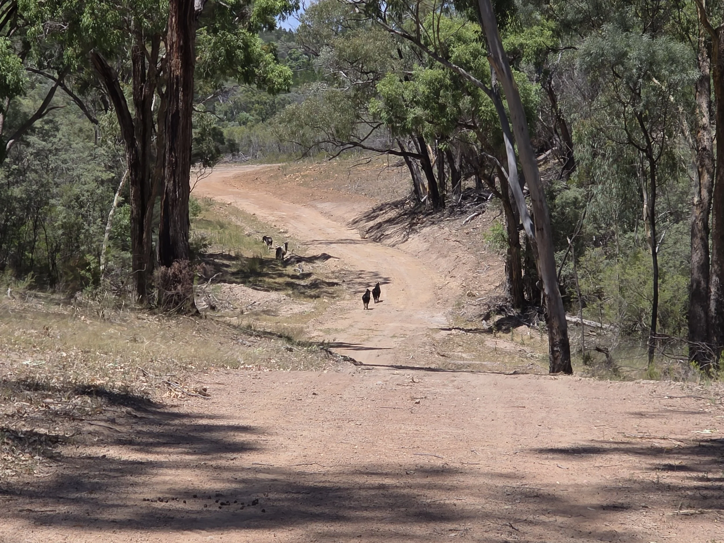 Dirt trail winding through a forested area with trees and bushes, with a few small animals, possibly goats, walking along the path.