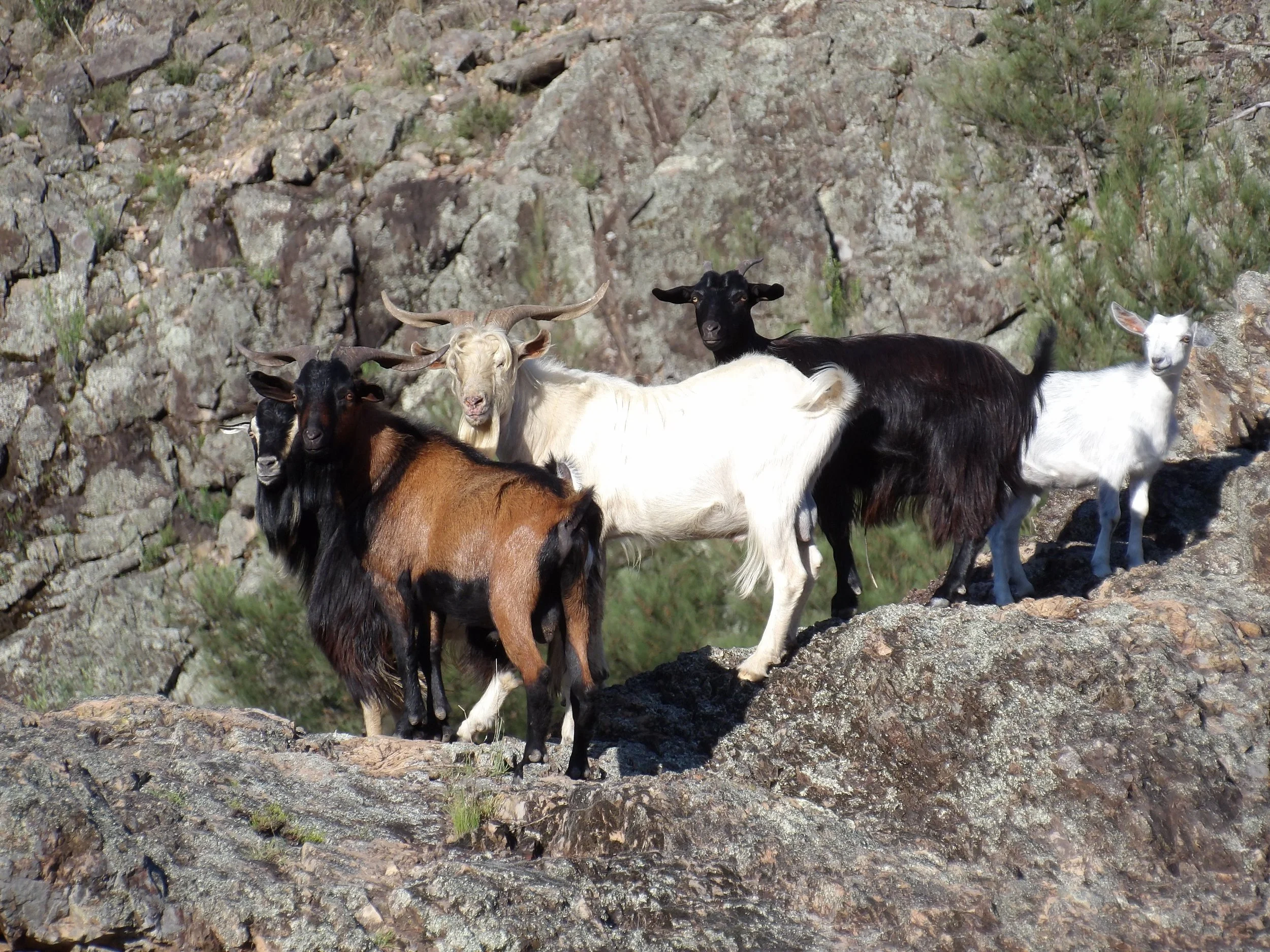 Group of five goats of various colors standing on rocky terrain with a background of rocks and sparse vegetation.
