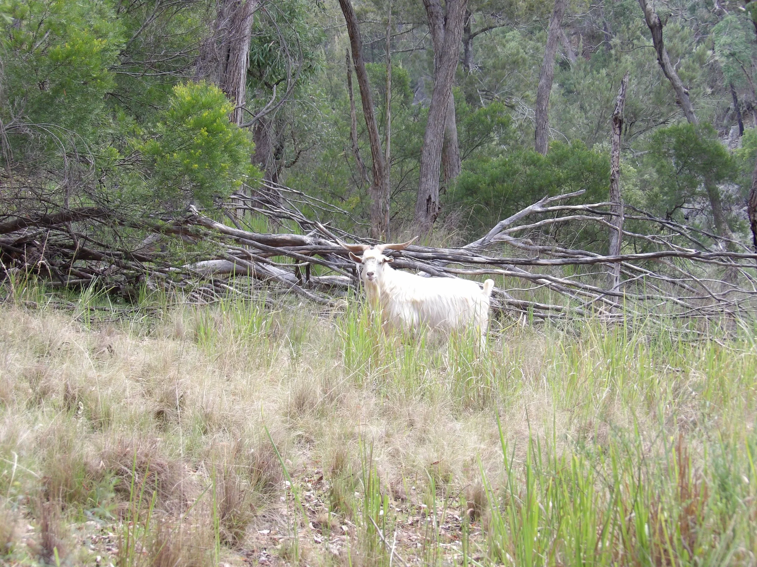 A white goat standing in tall grass in a forest clearing with trees and fallen branches in the background.