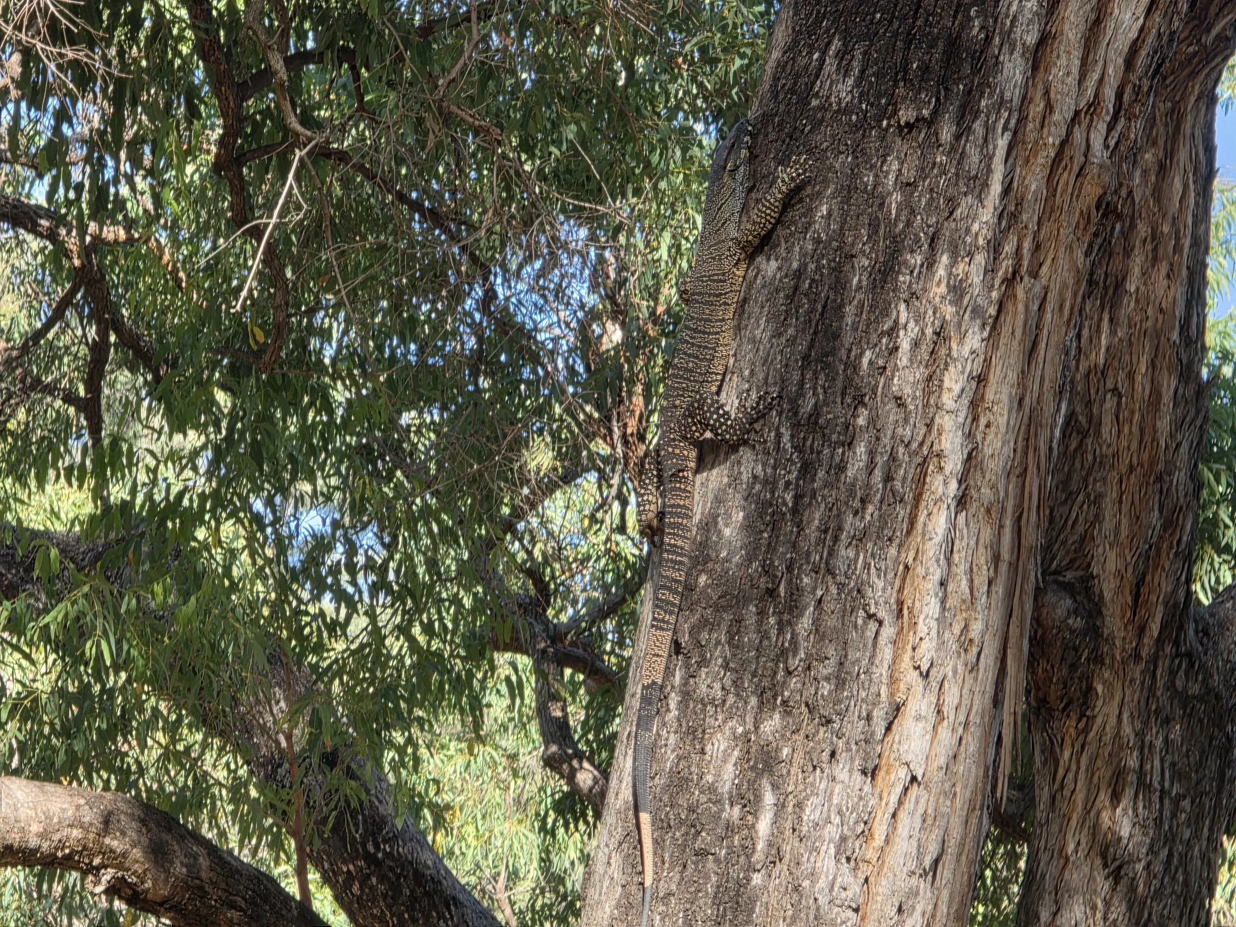 A lizard on the trunk of a large tree with green leaves, sunlight filtering through the branches.