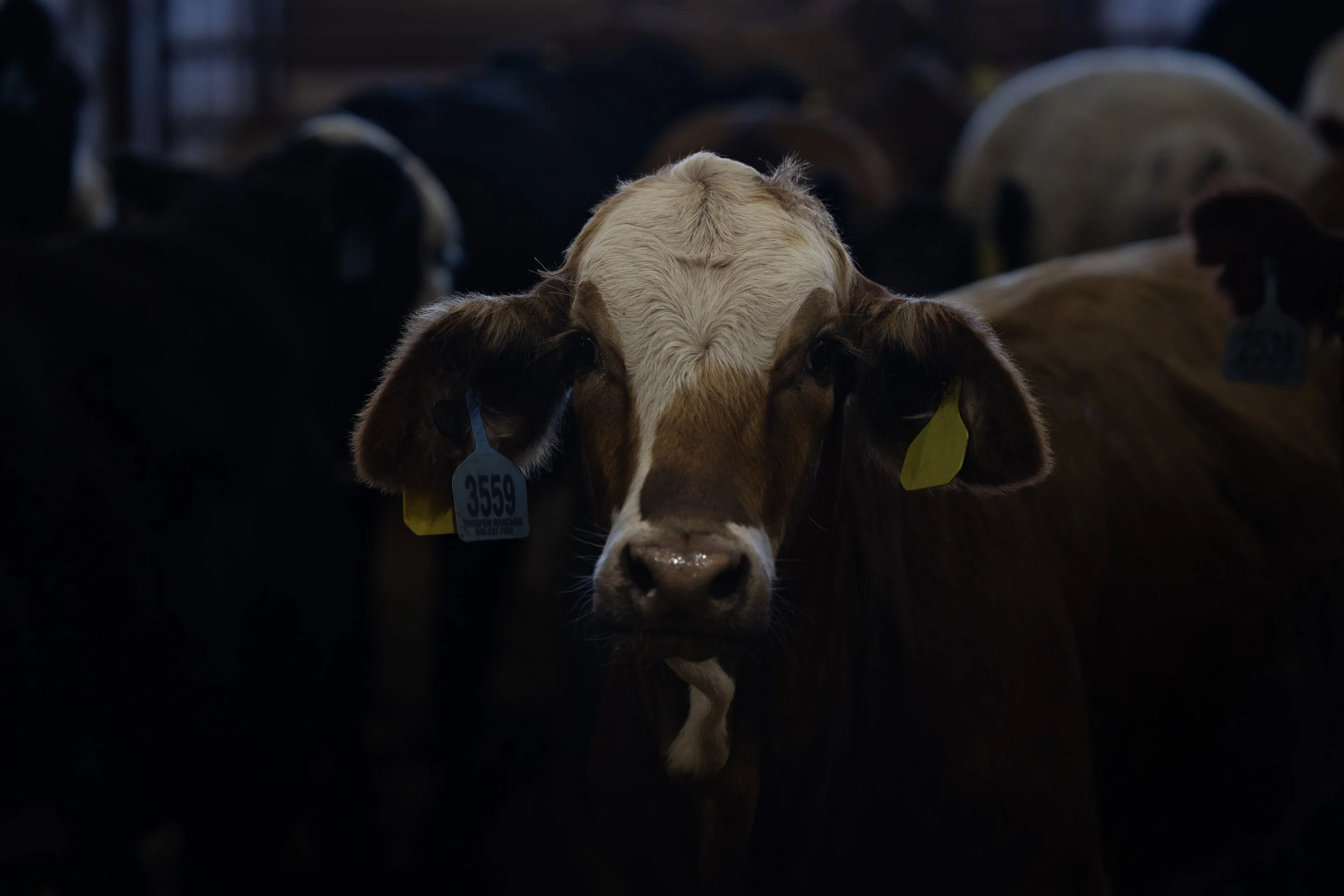 A close-up of a brown and white calf in a farm, with other cows in the background, tagged with yellow and blue identification tags.