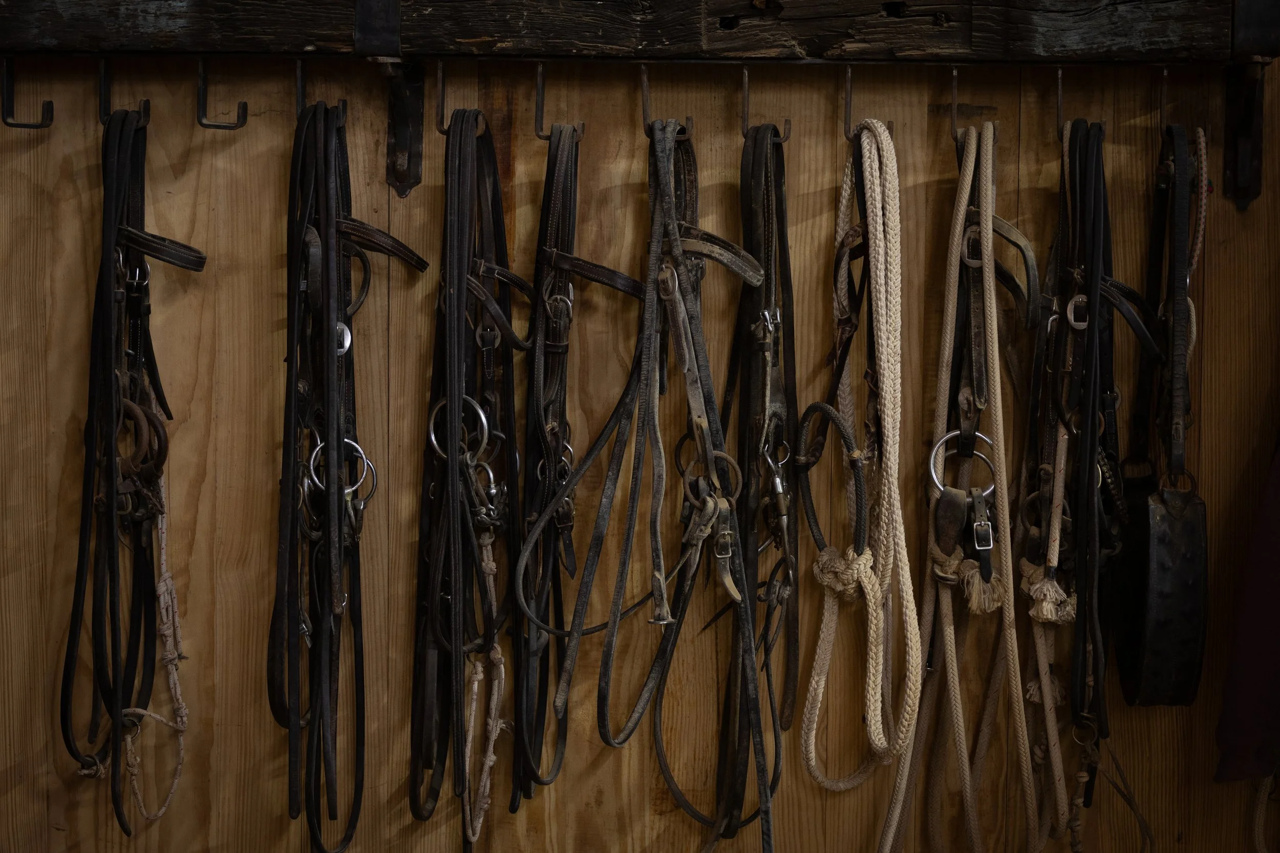 A wooden wall with black metal hooks holding various horse bridles and reins made of leather and rope.