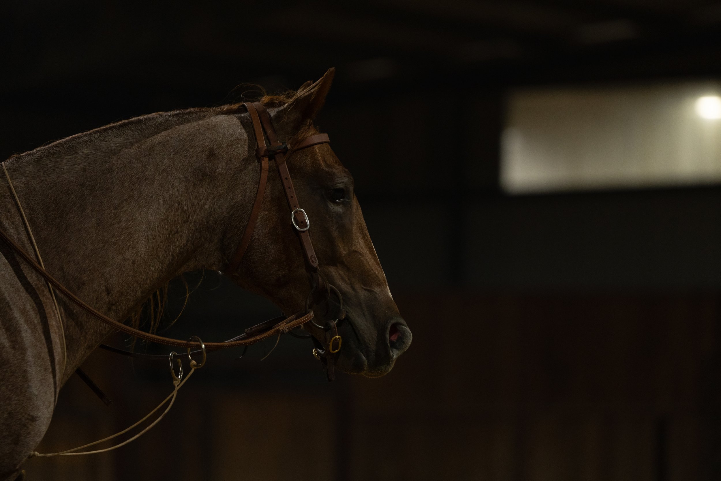 A brown horse with a bridle in a dark stable, facing to the right.