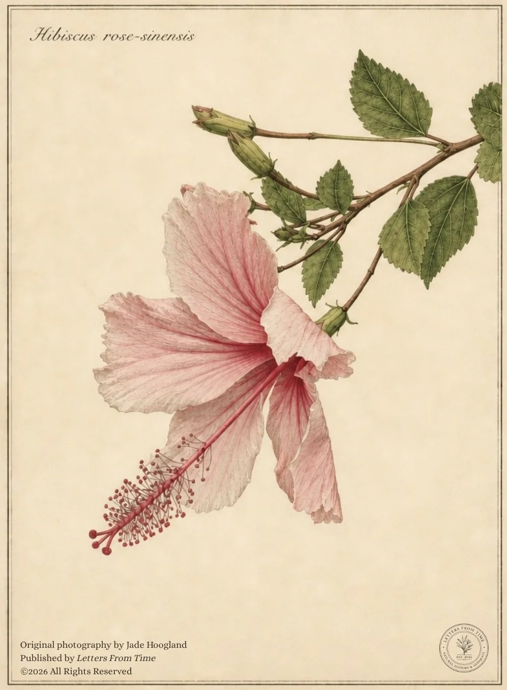 SinglePinkHibiscus.jpeg
