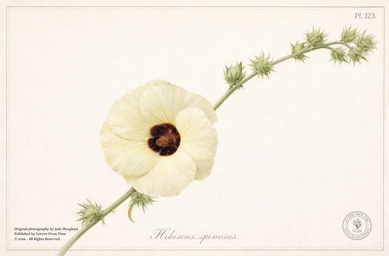 Story Time and Botanicals