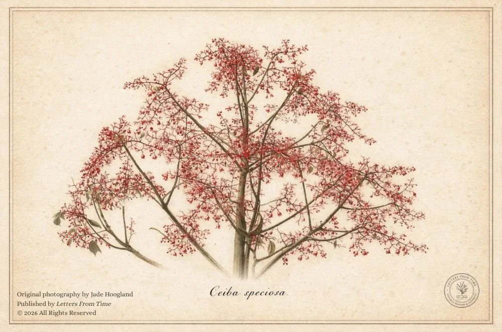 RedBerryTreeImage.jpeg