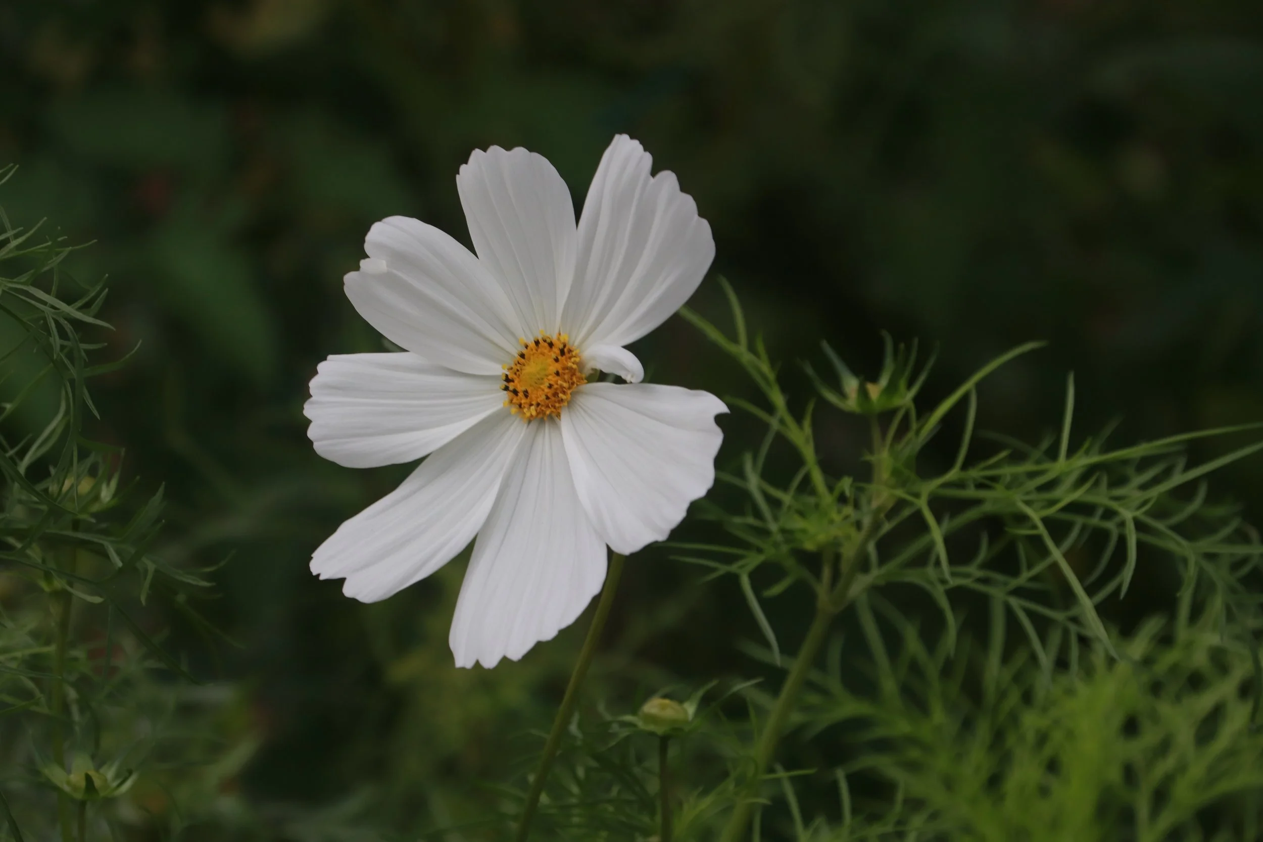 Be careful not to suffer a Beetle-Death