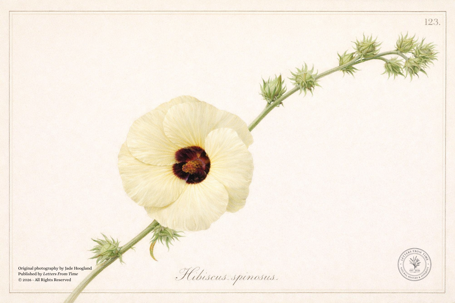 WhiteFlowerSketch.png