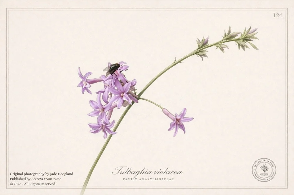 FlowerPurpleSketch.jpeg