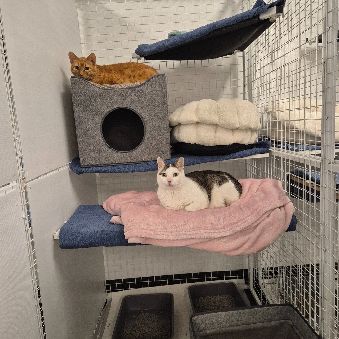 Ray and Kitty 😍 These sweet brothers were so brave on day one of their 2 week stay.