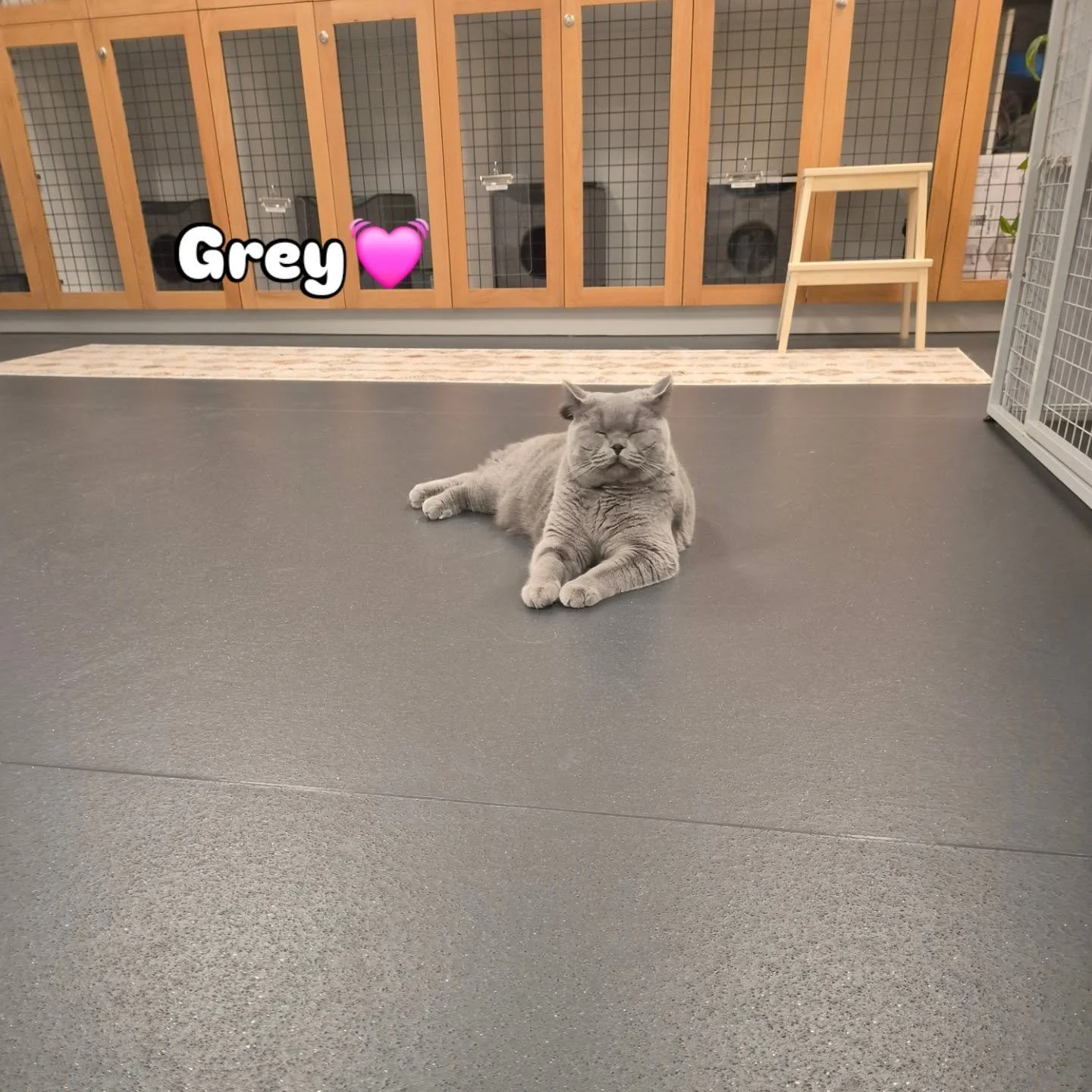 This very handsome man came for a visit and gave us his approval on snacks , beds and cuddles 🥰 #catsofmelbourne #catsofinstagram #catboardingaustralia #catterycorner #cat