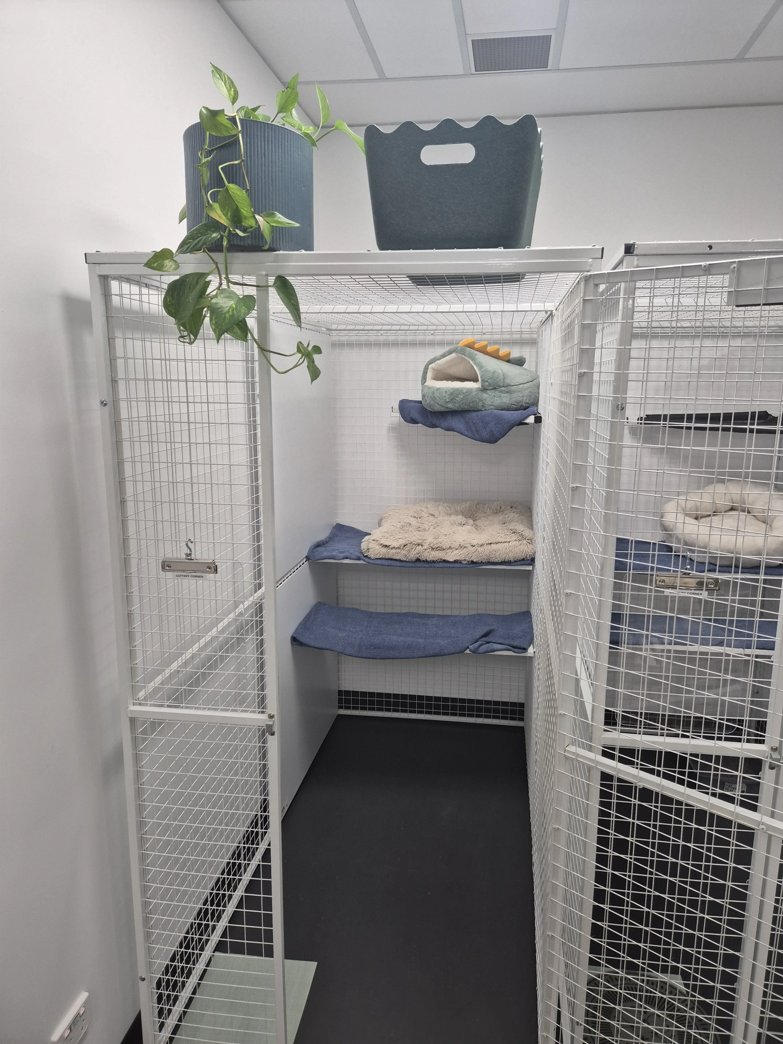 Extra large deluxe suite $55/night