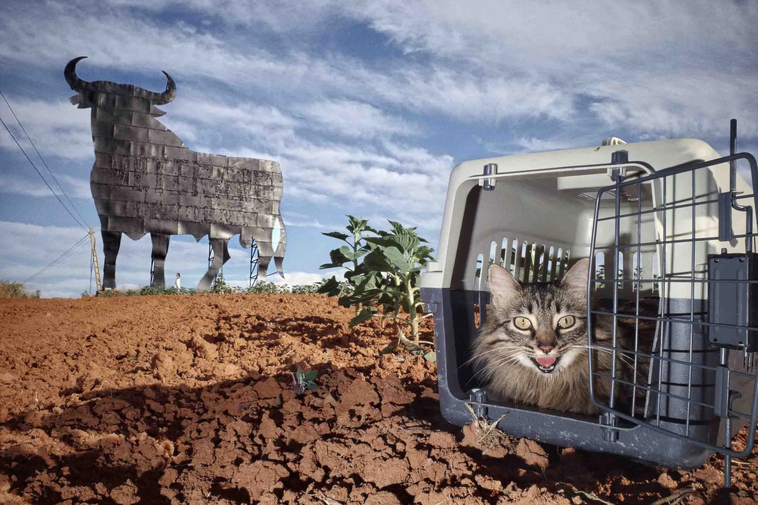 A decorative bull on a small hillside with a cat seated in a travel case for animals in the foreground.