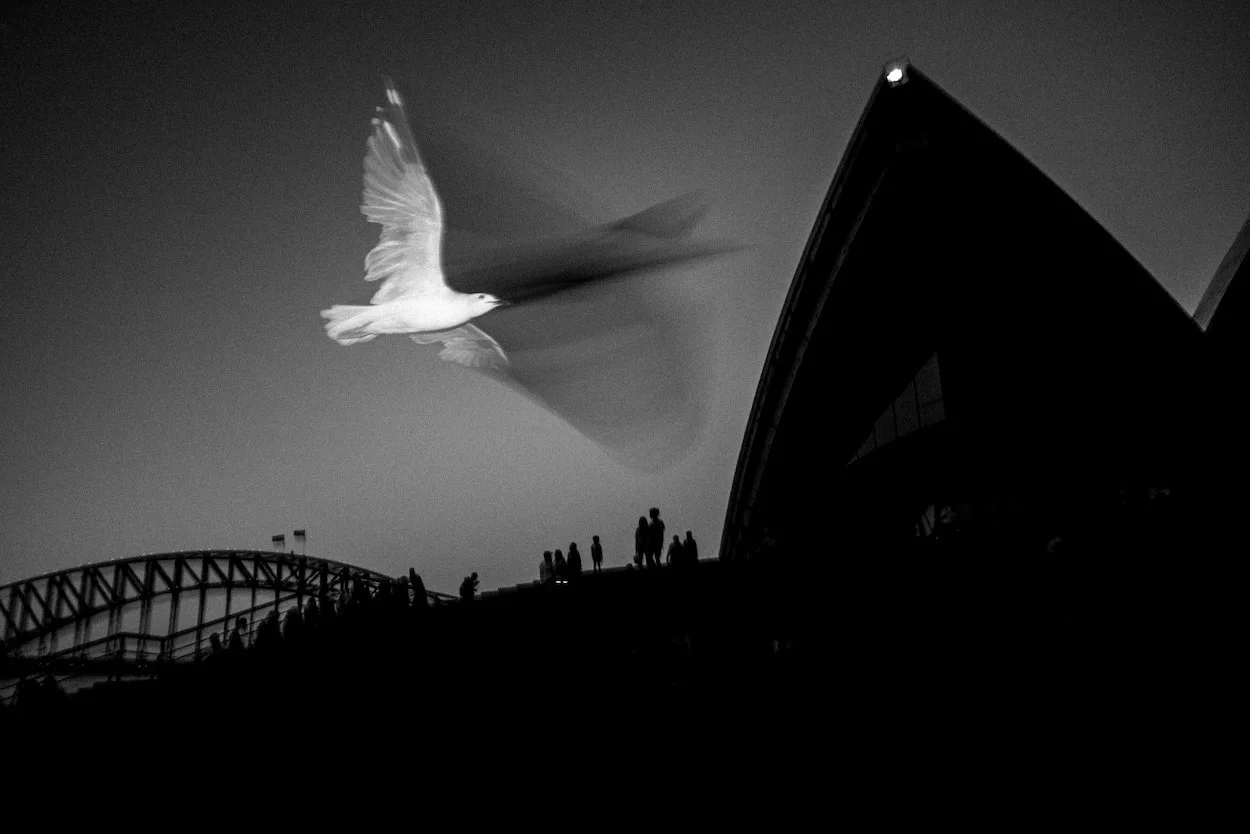 Black and white photograph of a white bird flying past the Sydney Opera House.
