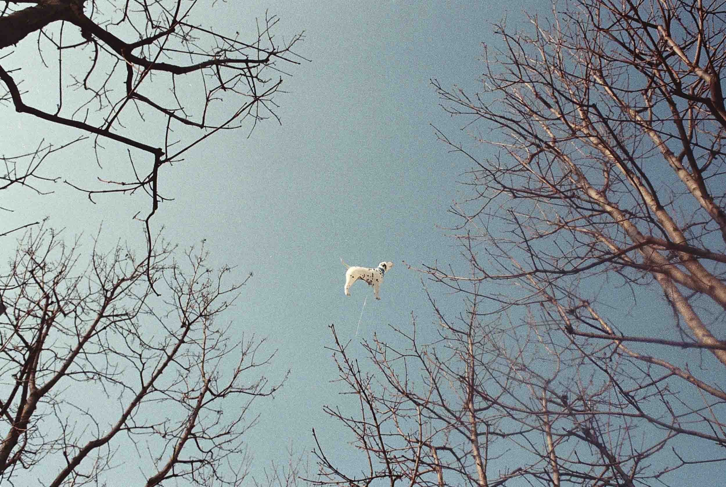 A inflatable white dog with black spots floating in the sky amongst some trees.