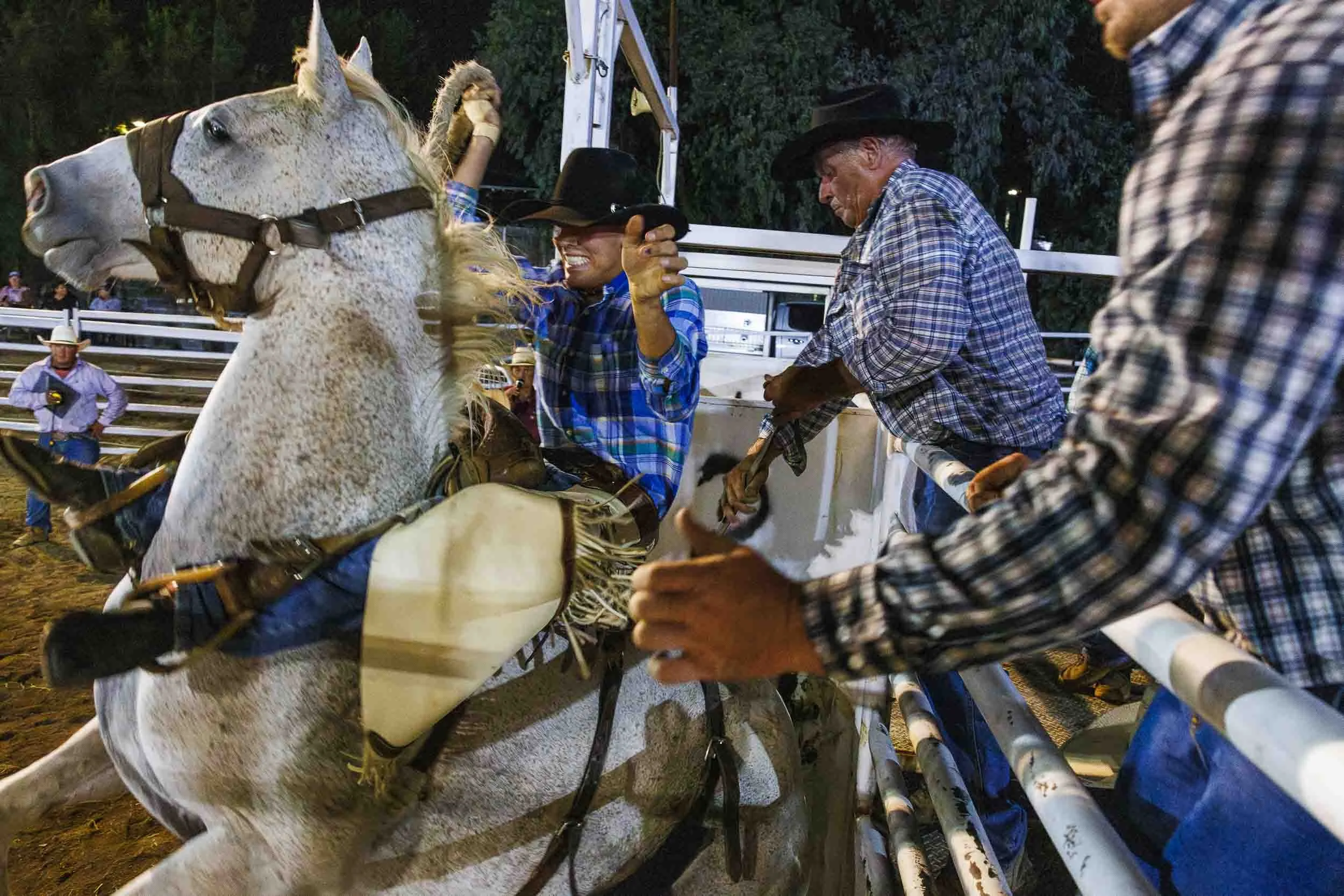 A professional bronc rider at a rodeo in Australia sits astride a Bucking horse as it leaves the gates.