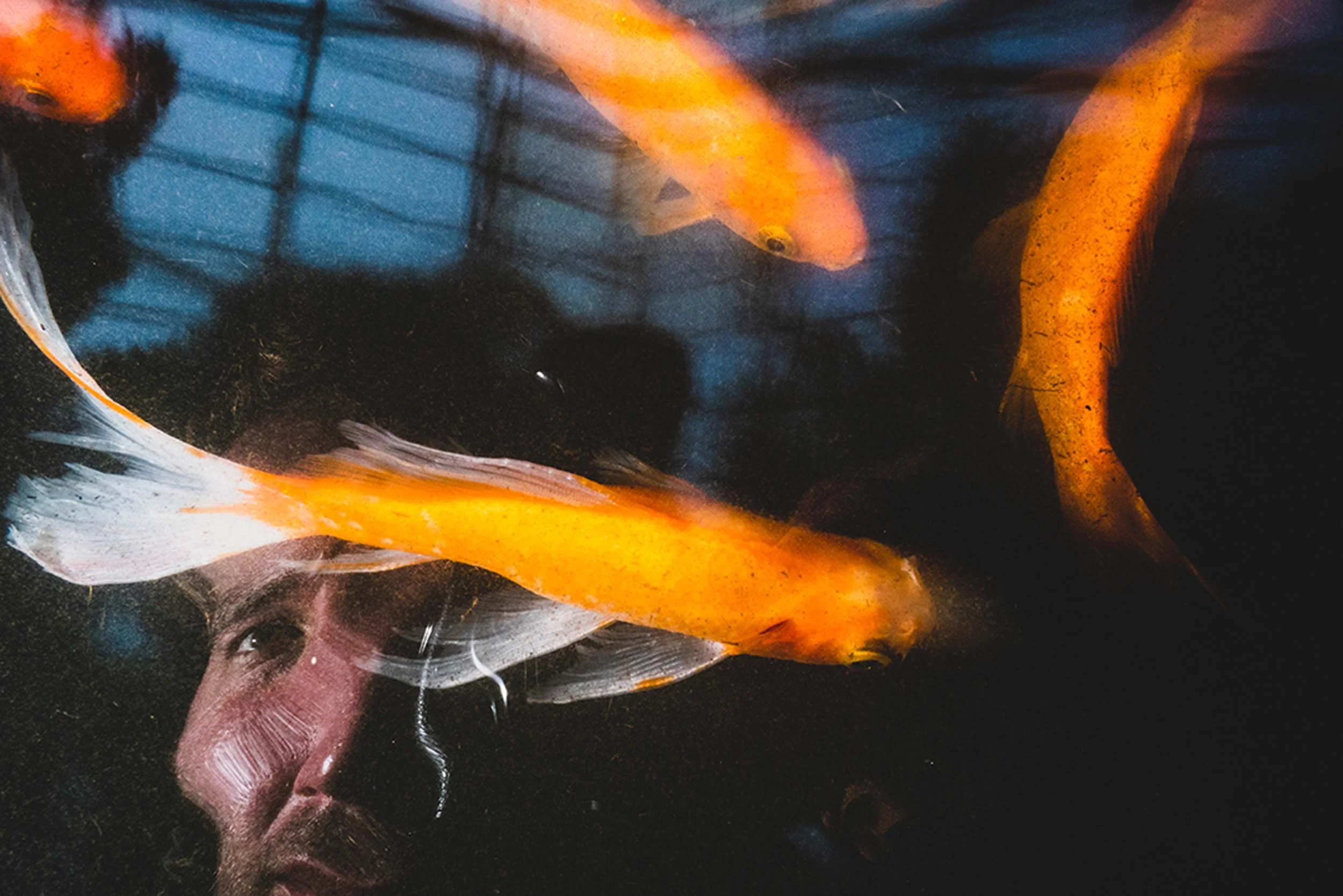 A mans head is distorted by the reflection coming from a fish tank with goldfish swimming inside.