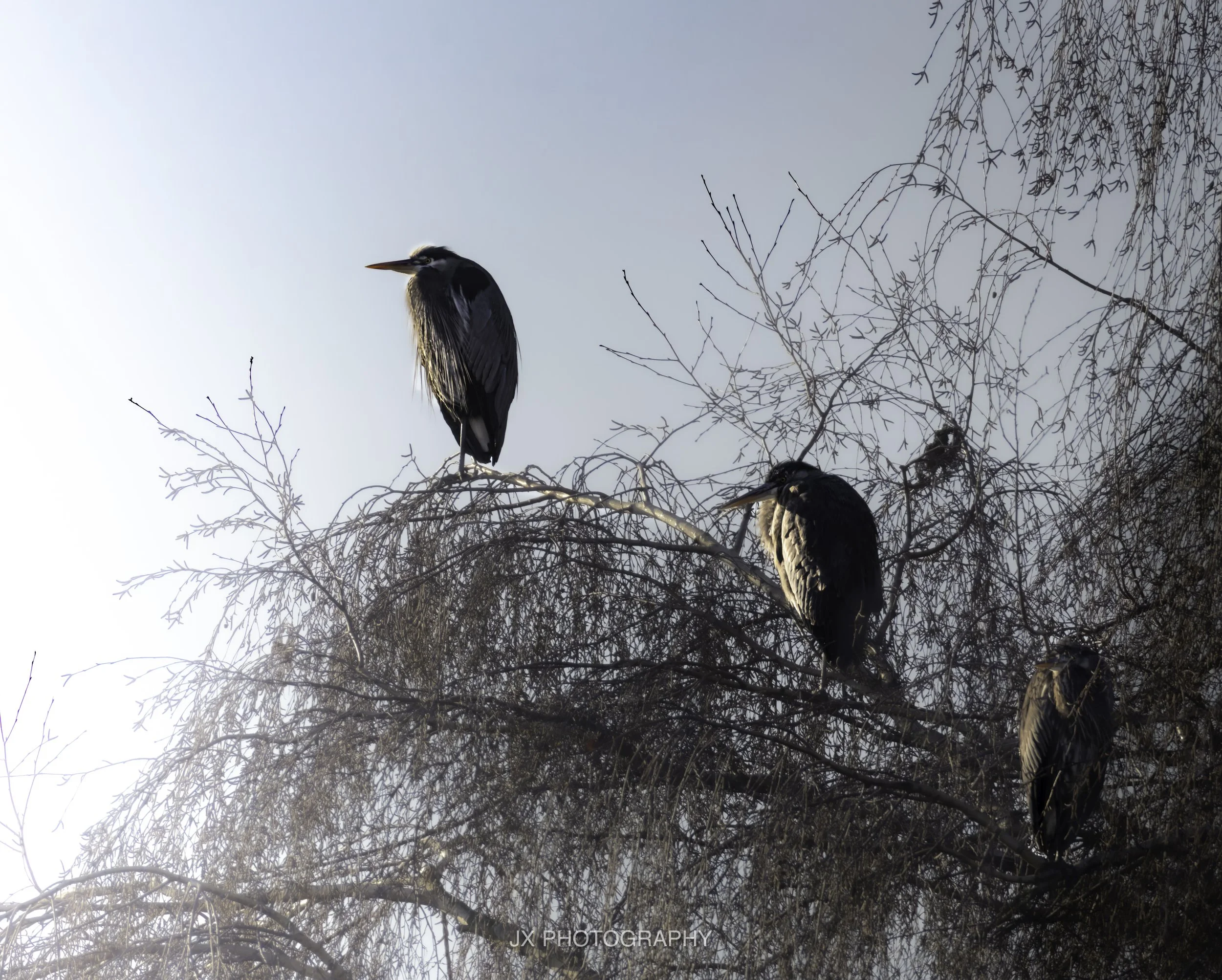 IMG_2224-DxO_DeepPRIME XD2s.jpg