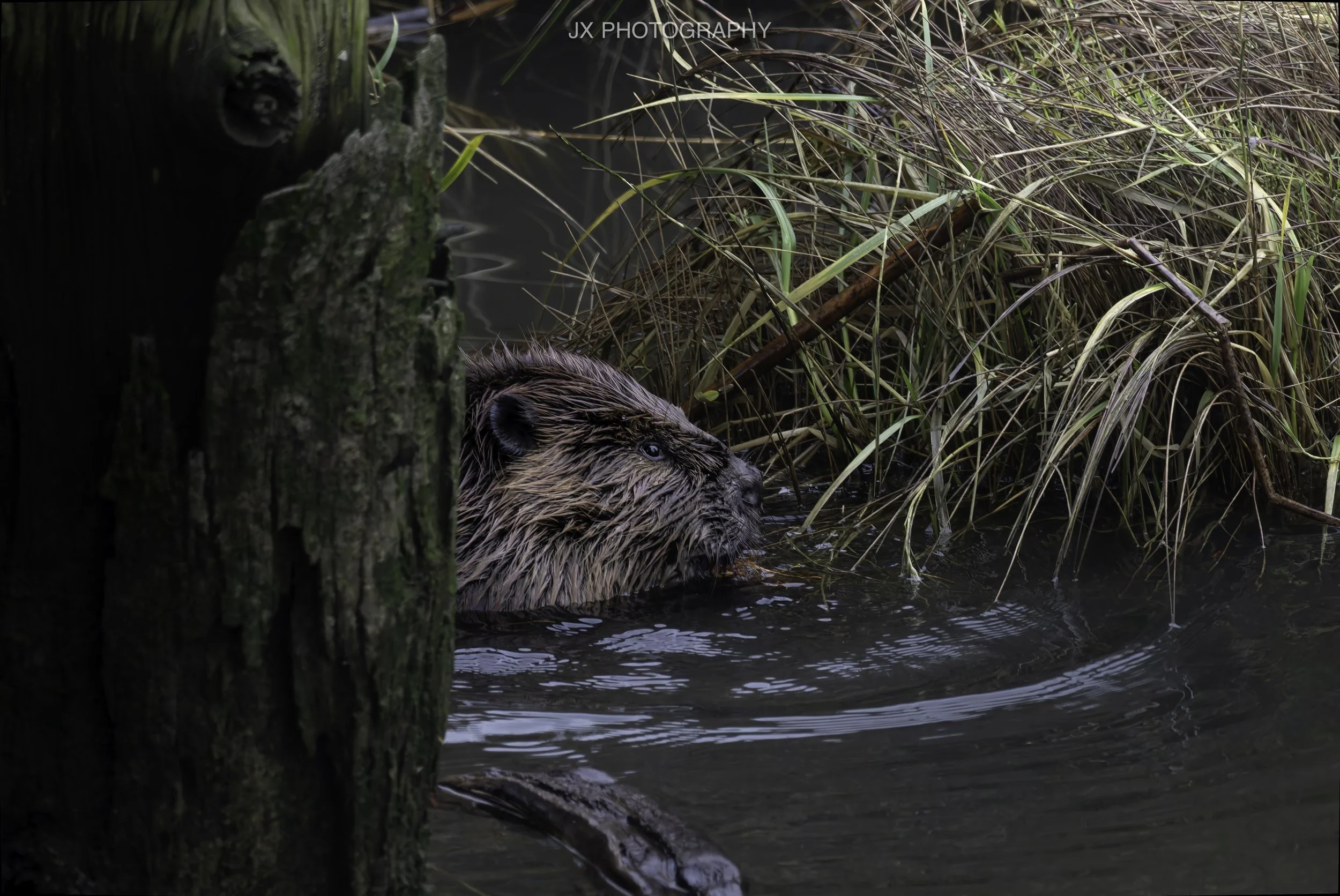 IMG_0860-DxO_DeepPRIME XD2s.jpg