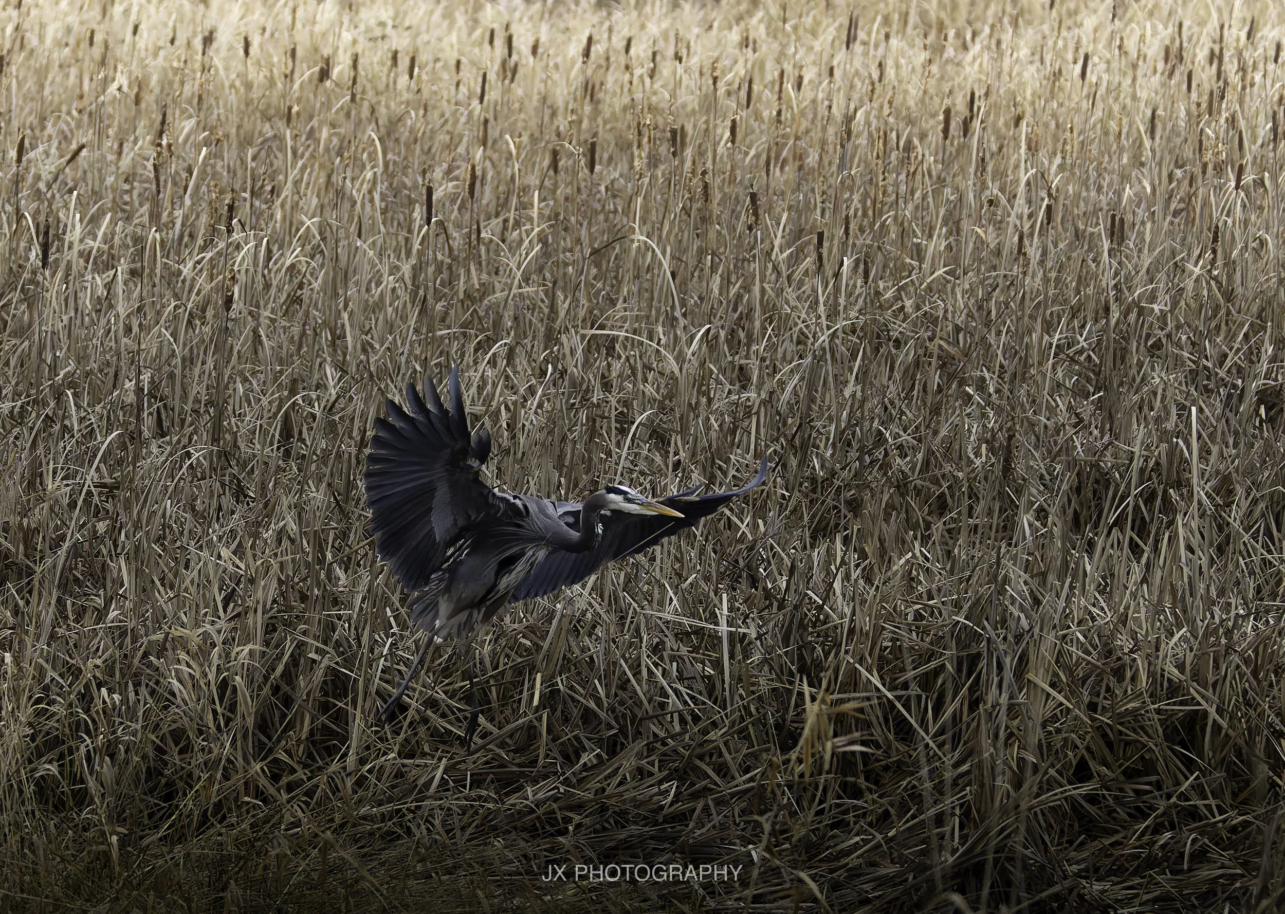 IMG_3780-DxO_DeepPRIME XD2s.jpg