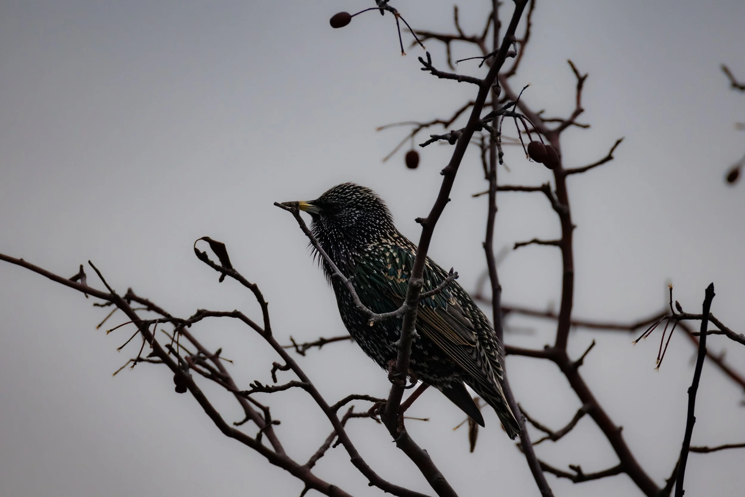 A starling bird perched on a bare, thorny tree branch against a gray sky.