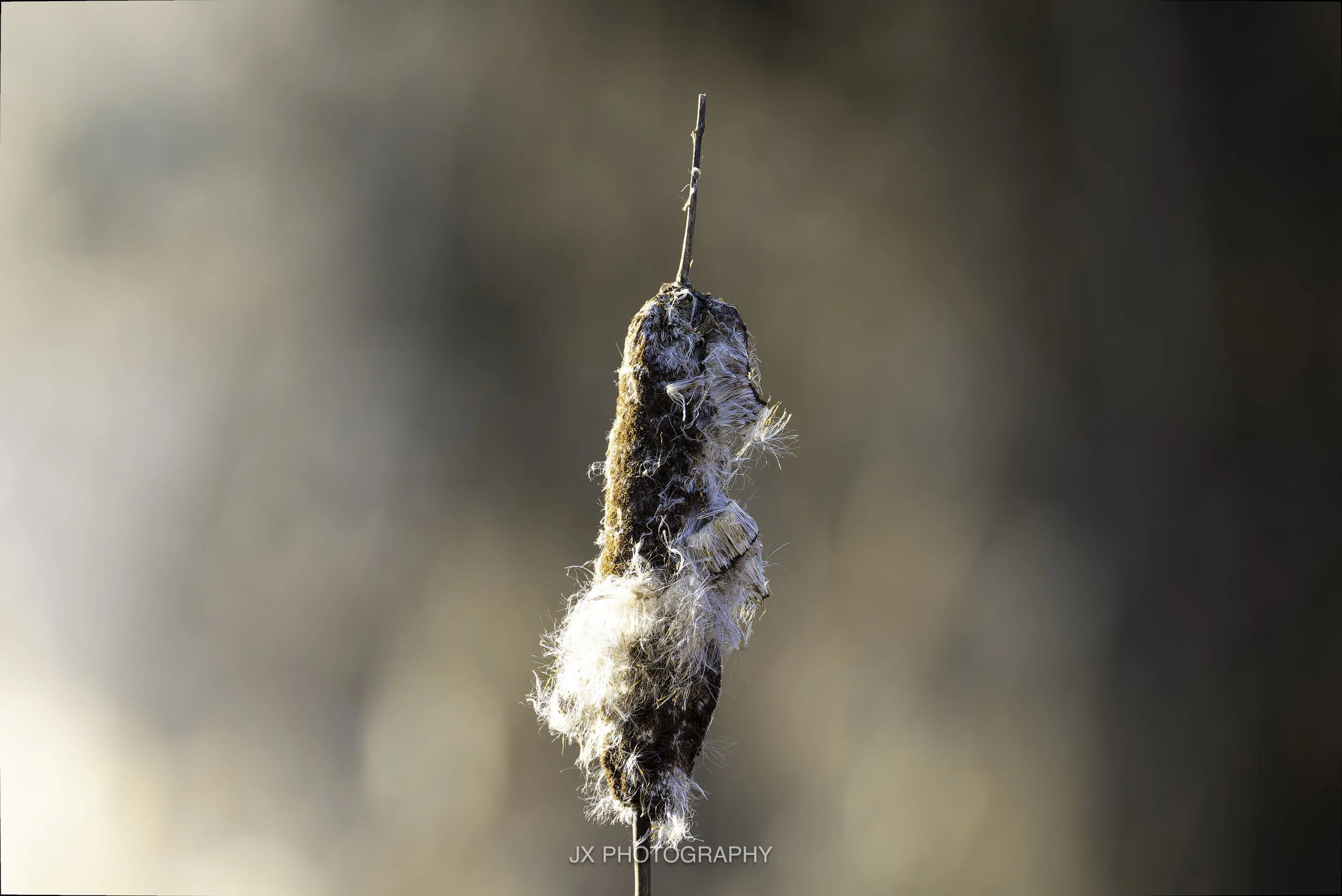 A dyke a day keeps the dr away