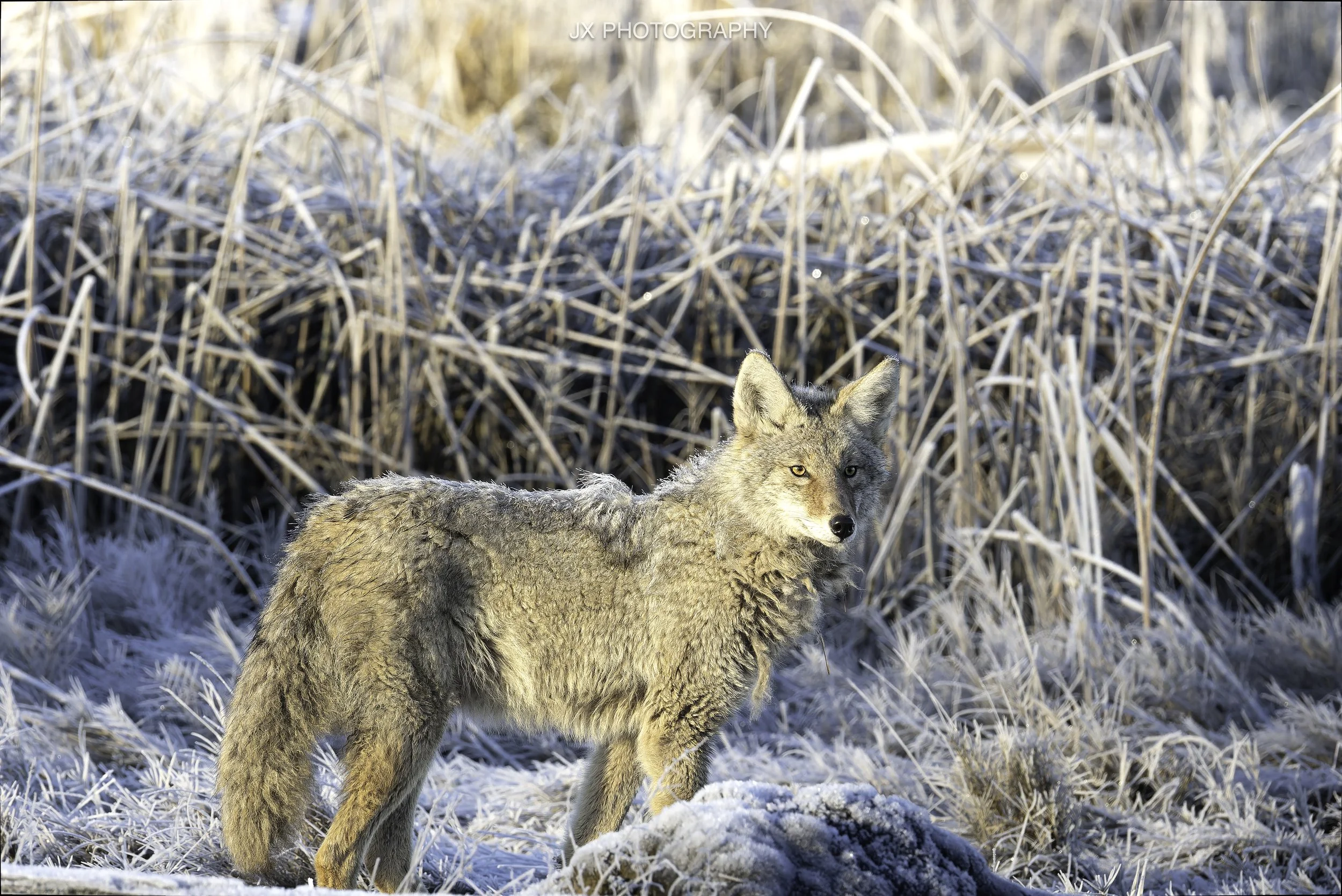 IMG_2778-DxO_DeepPRIME XD2s.jpg