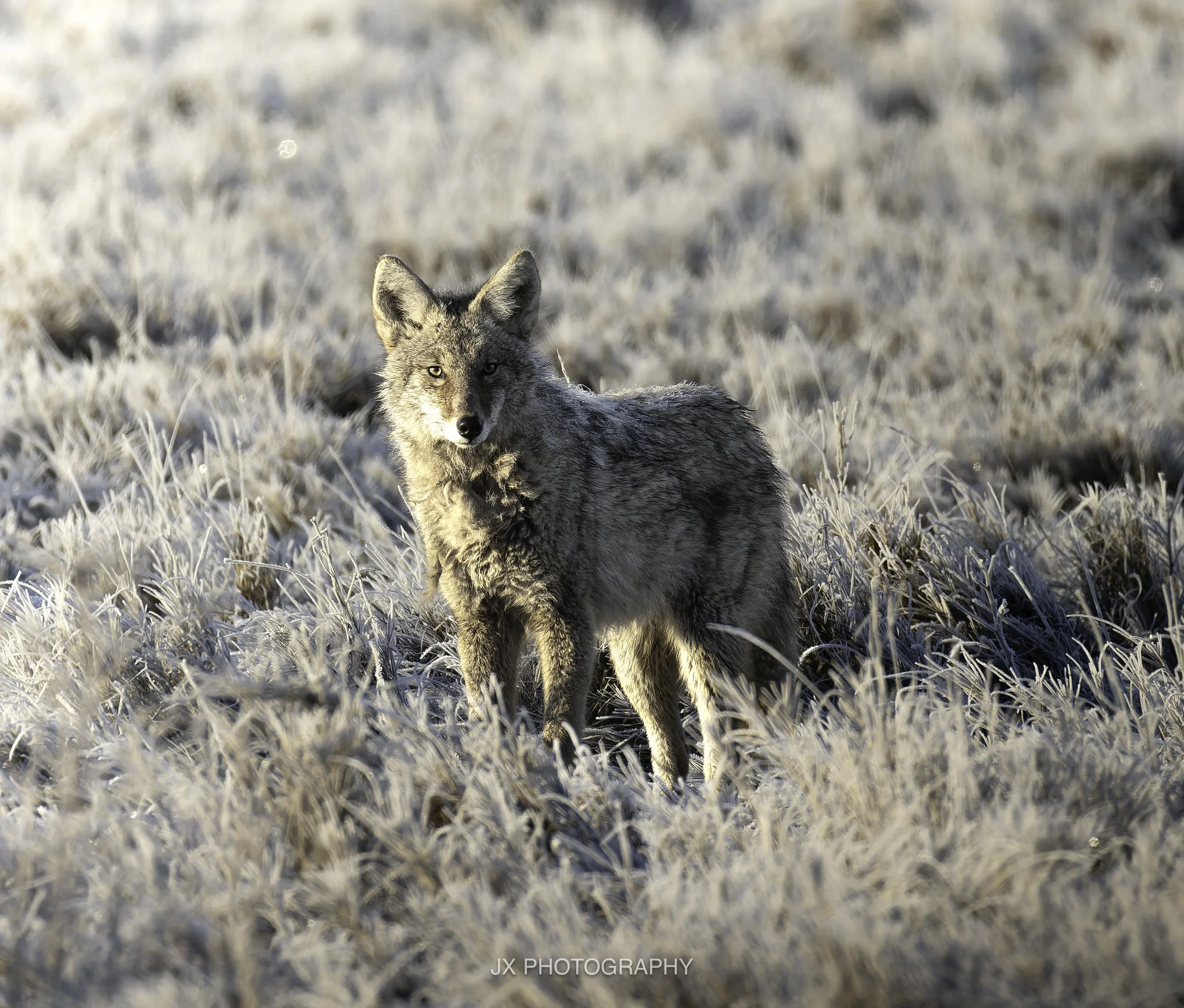 IMG_2649-DxO_DeepPRIME XD2s.jpg