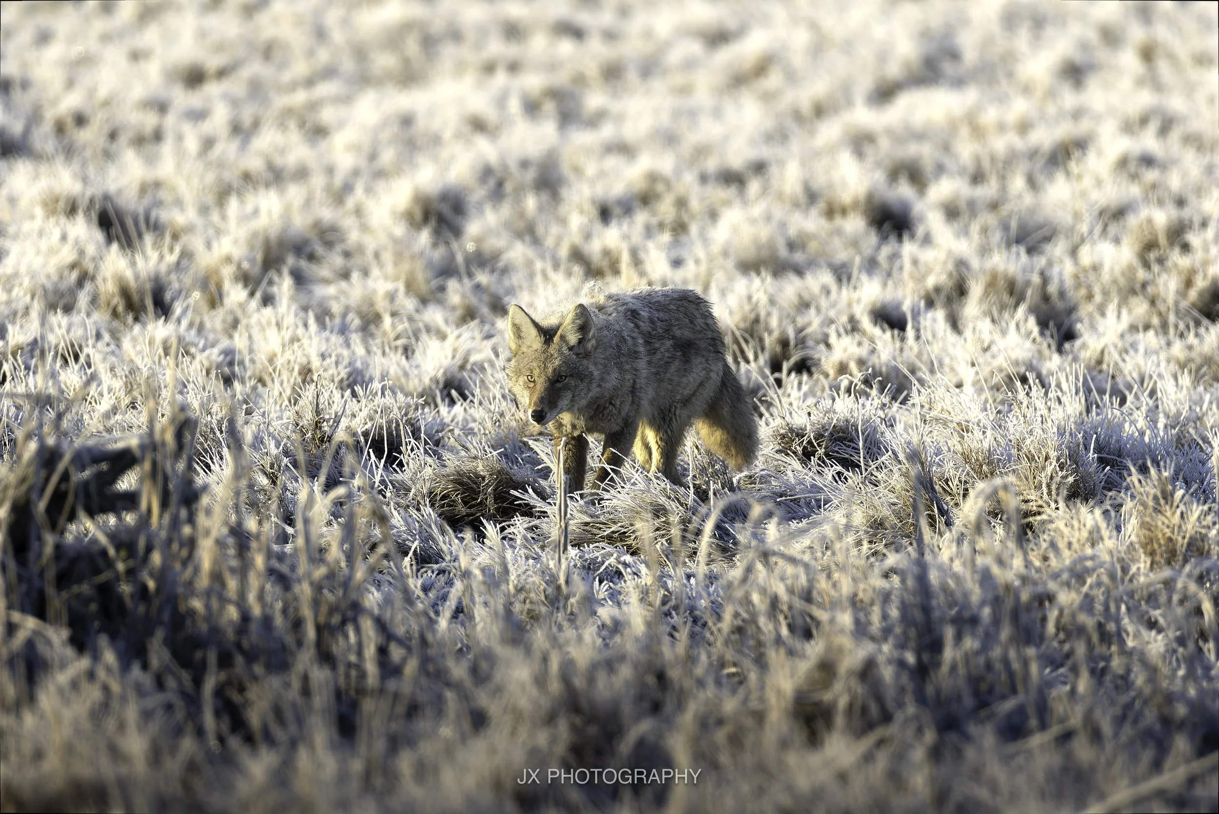 IMG_2570-DxO_DeepPRIME XD2s.jpg